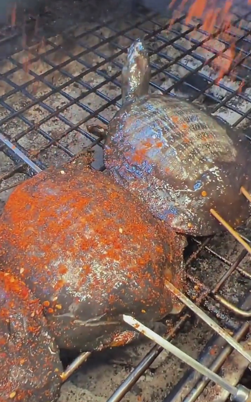 现在好像是啥都能烤了,烤王八的有吃过的吗?