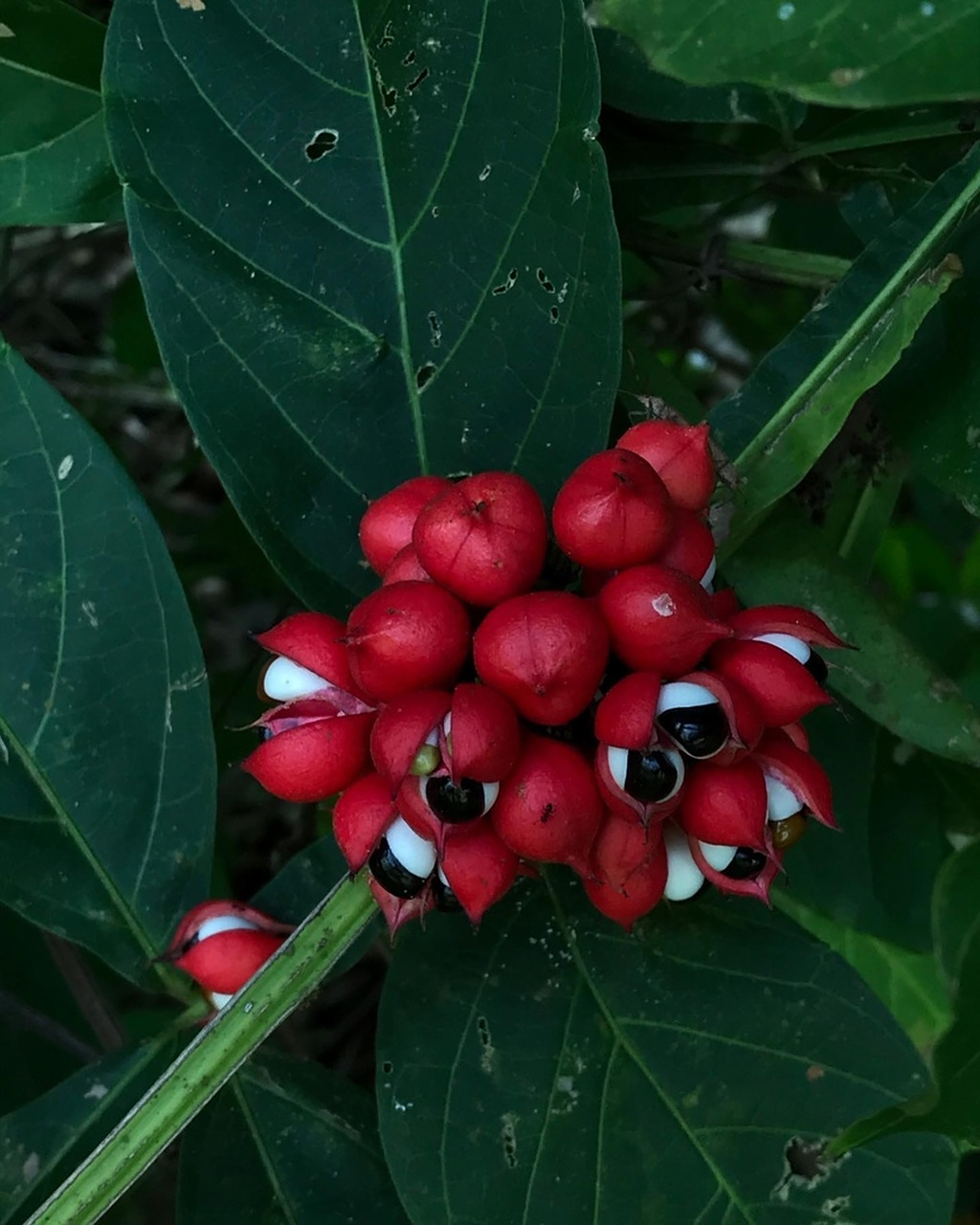 瓜拉纳一款来自雨林的神秘水果,你敢下嘴么 瓜拉纳 paullinia cupana