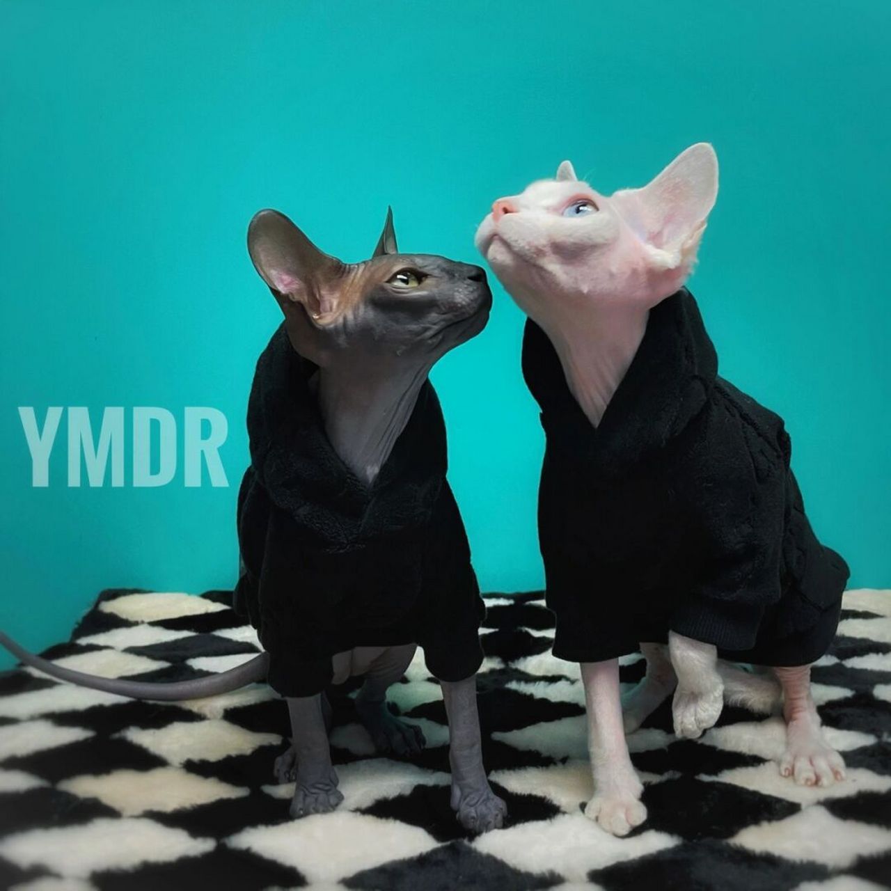 斯芬克斯的帅气黑 斯芬克斯无毛猫喵大人啊好帅 #猫猫夏日精致穿搭