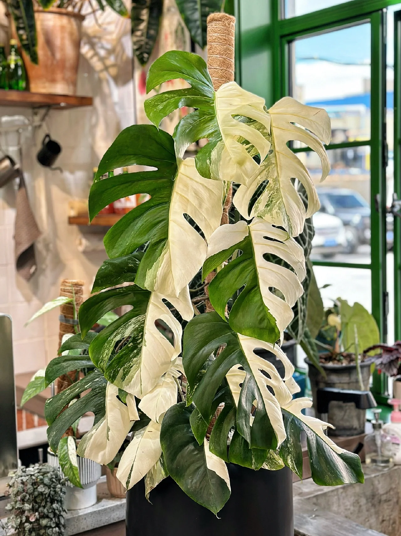 收藏的一盆绝美阴阳白锦龟背竹