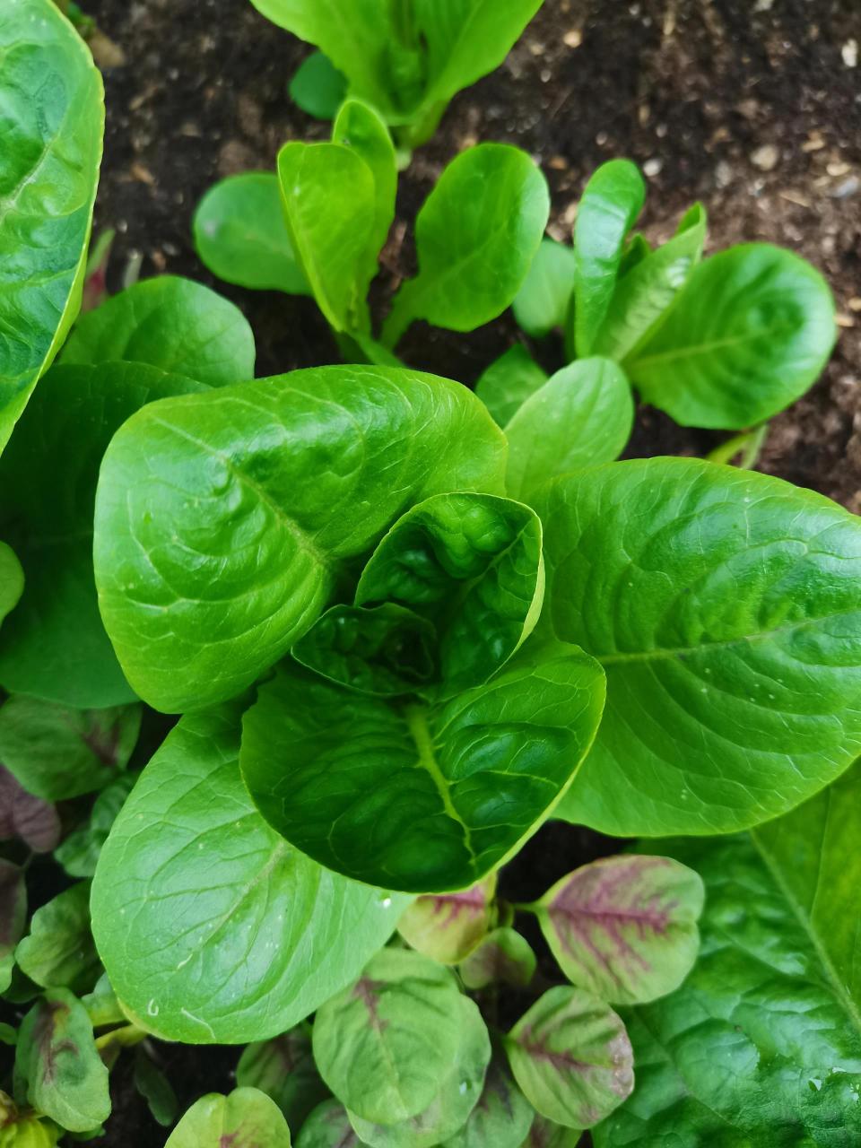 秋天的蔬菜有哪些图片图片