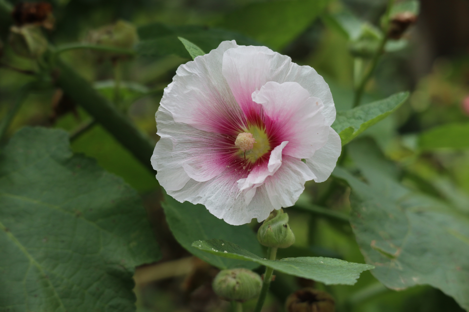 蜀葵,别名一丈红,大蜀季,戎葵,是唯一以"蜀"命名的中国古老植物.