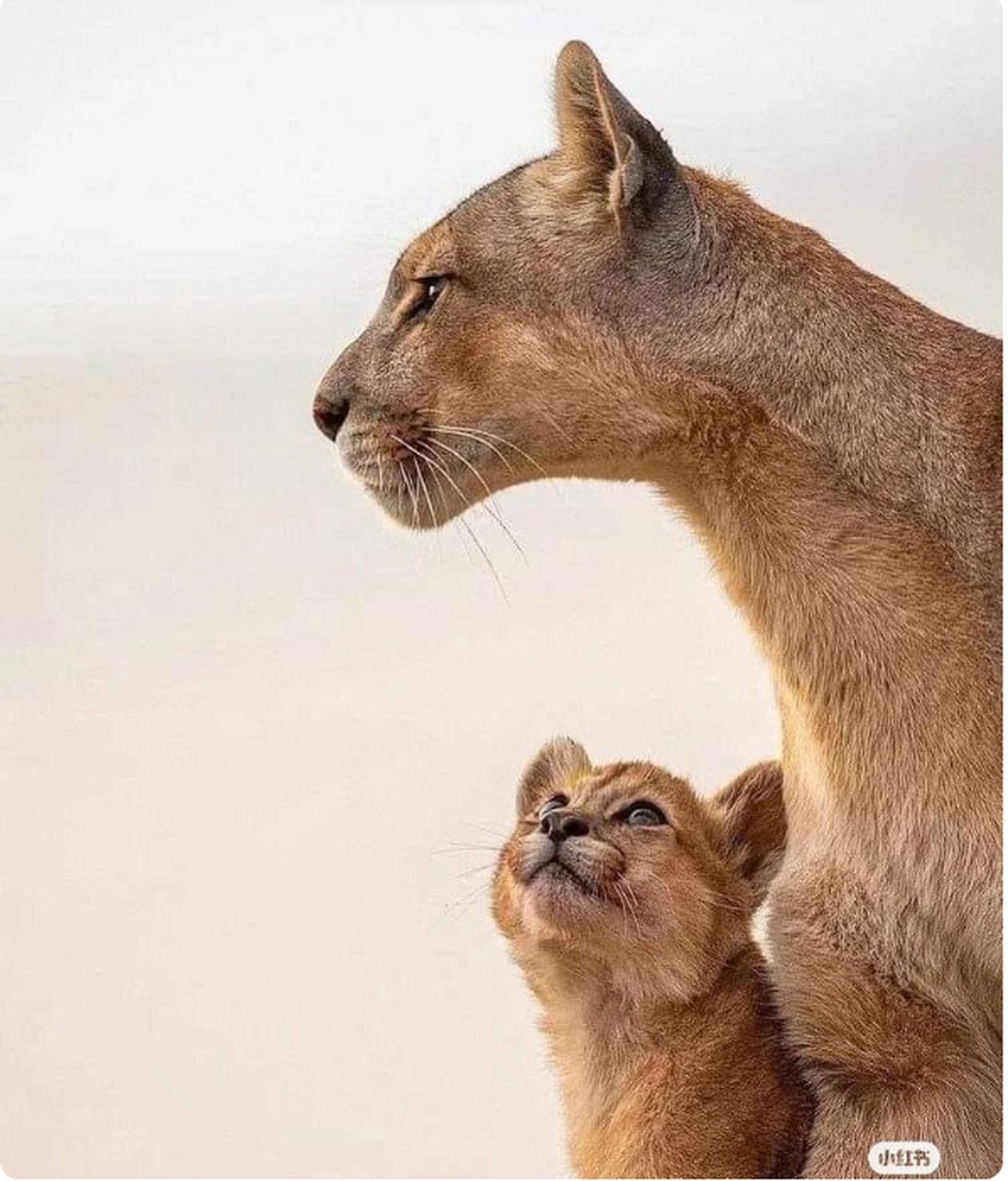 动物世界,看小狮子崇拜的目光,母爱最伟大