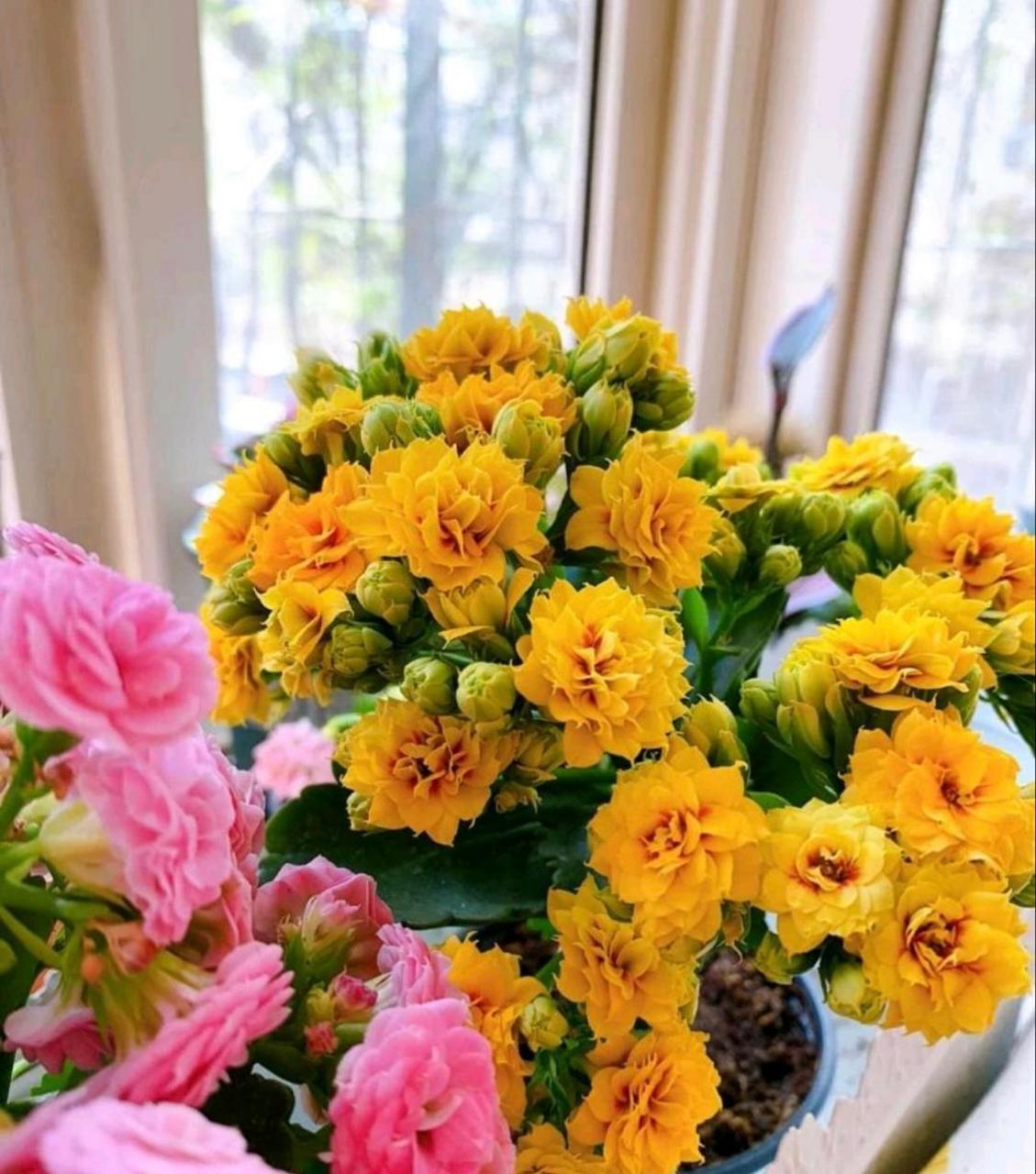 如若你也喜欢,那就养一盆吧,长寿花"宝玉"[赞同][赞同][赞同][赞同]