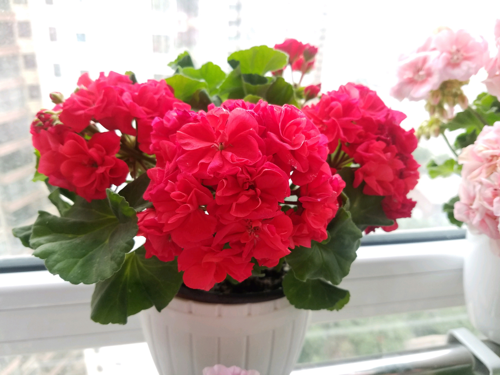 阳台还有位置,建议养盆天竺葵"肯尼"