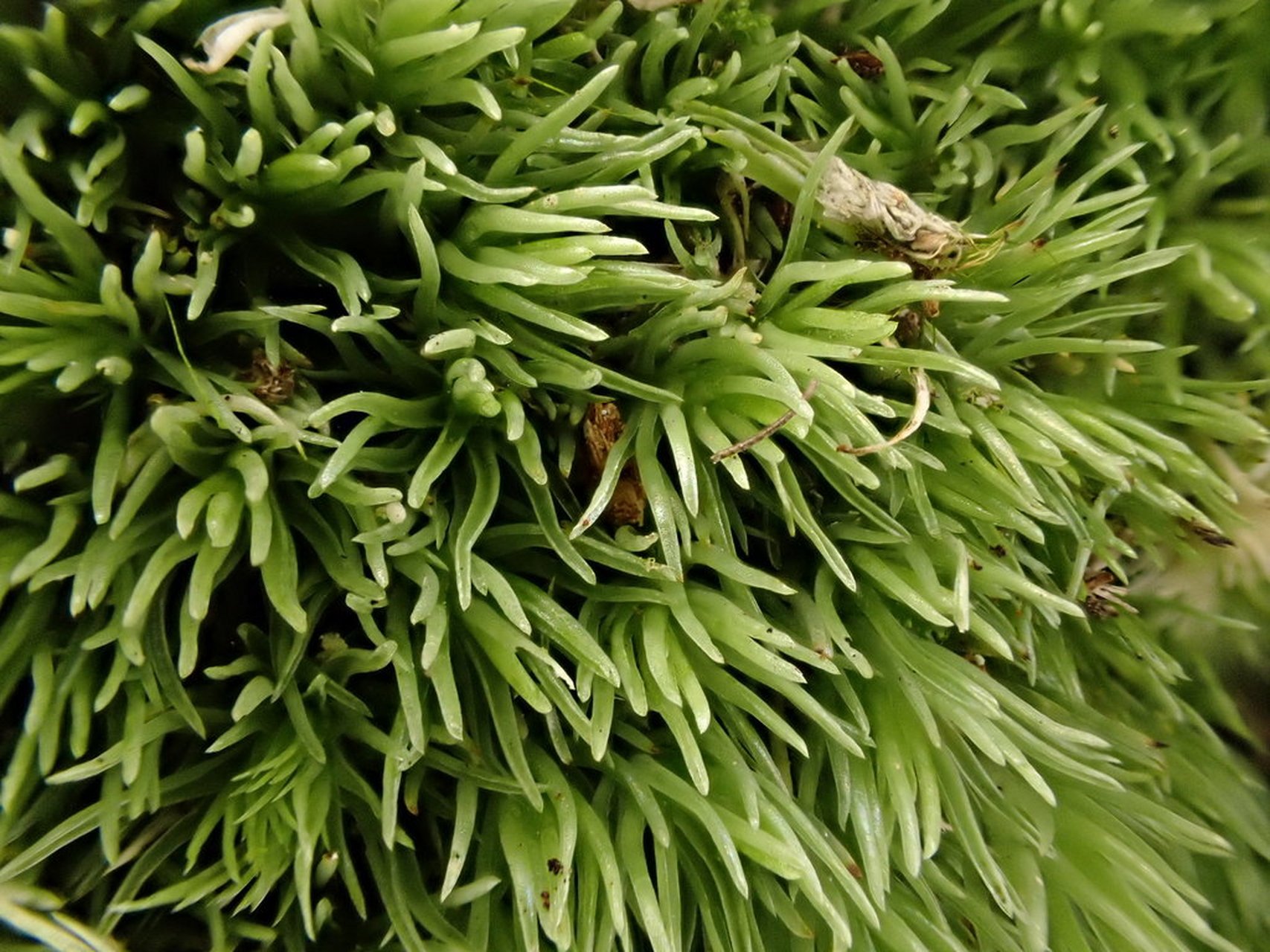 保护野生植物名录系列|苔藓|桧叶白发藓 桧叶白发藓 leucobryum