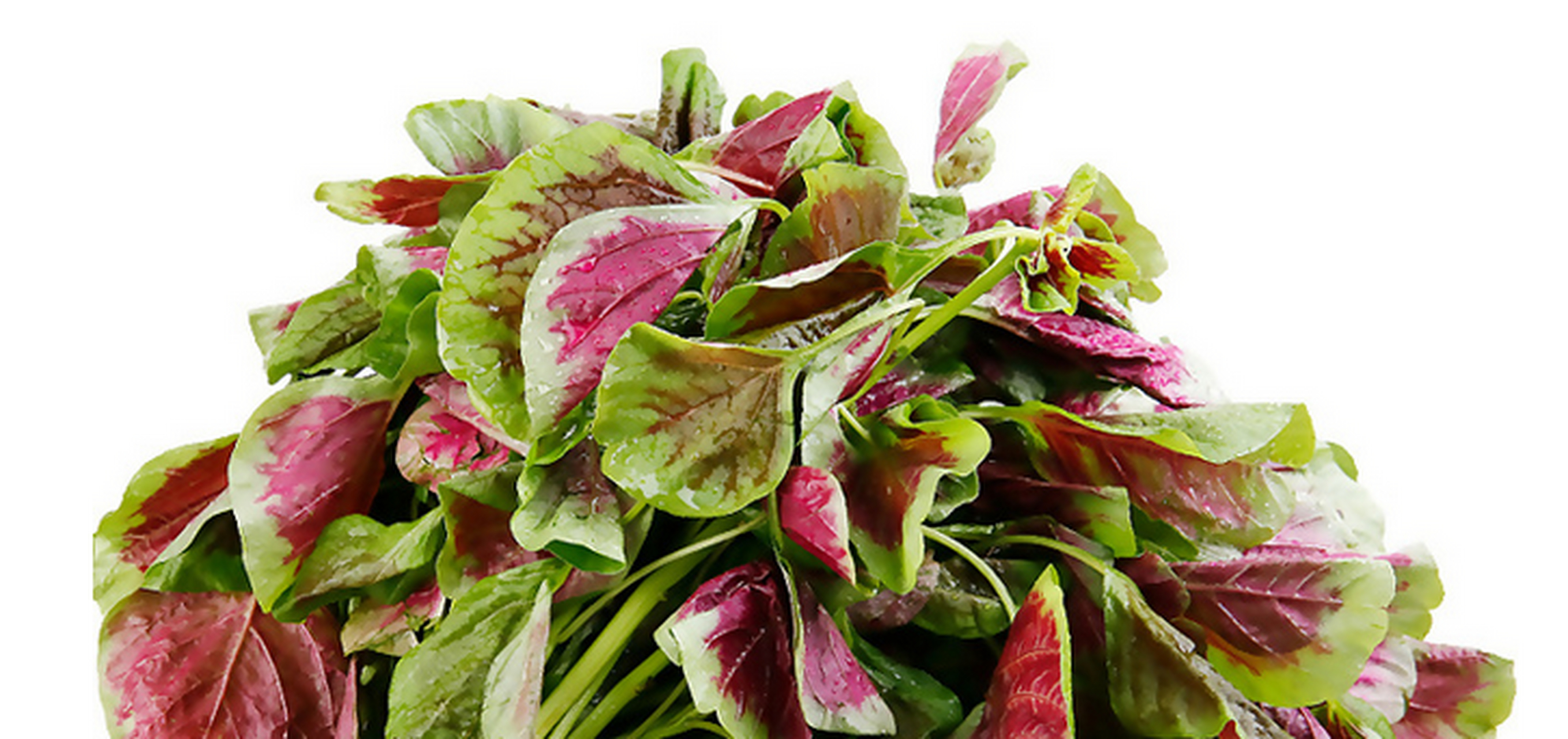 做法是:准备好一斤苋菜,大蒜1头,米饭2两,盐,胡椒粉,食用油.