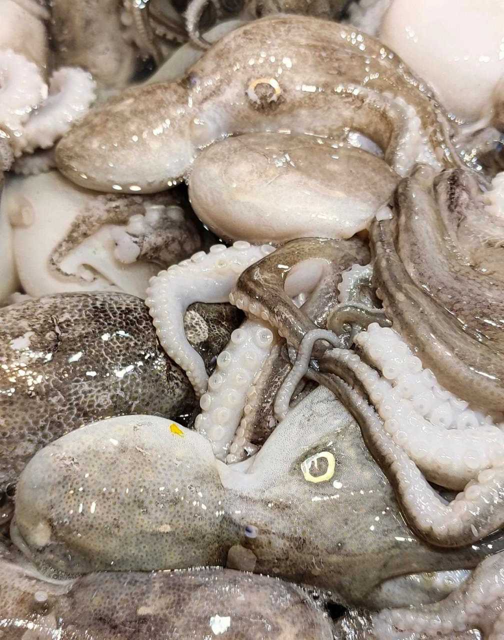 【金环】短蛸/octopus ocellatus,俗名:章鱼,八爪.