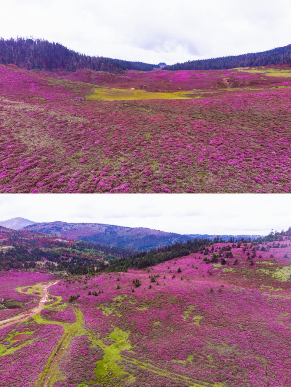 千湖山位于香格里拉县小中甸乡团结村境内,藏语称"拉姆东措",意为"