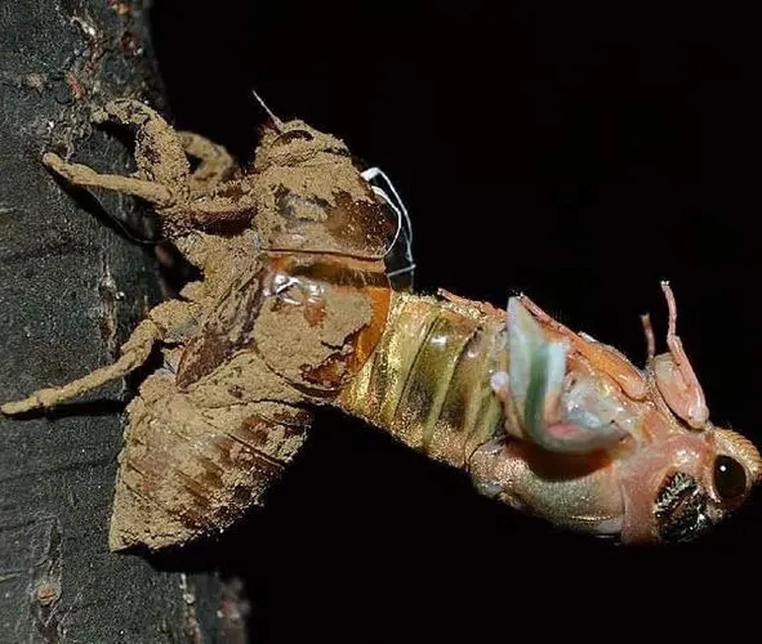 知了猴是蝉的若虫,它最大的天敌就是人类,这一点从夏天晚上树林里的