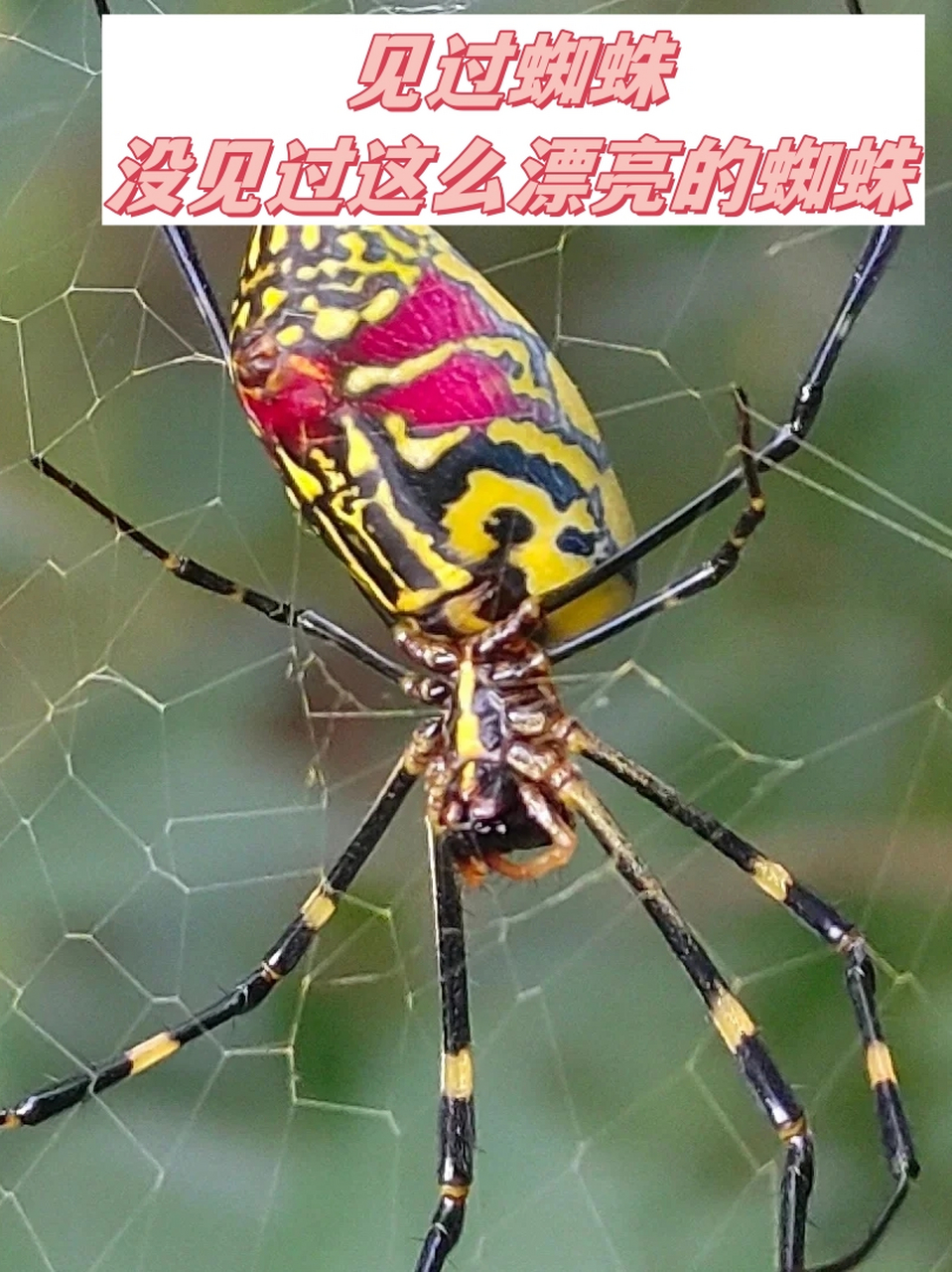 小时候有点害怕蜘蛛,看到这样的花蜘蛛比较喜人