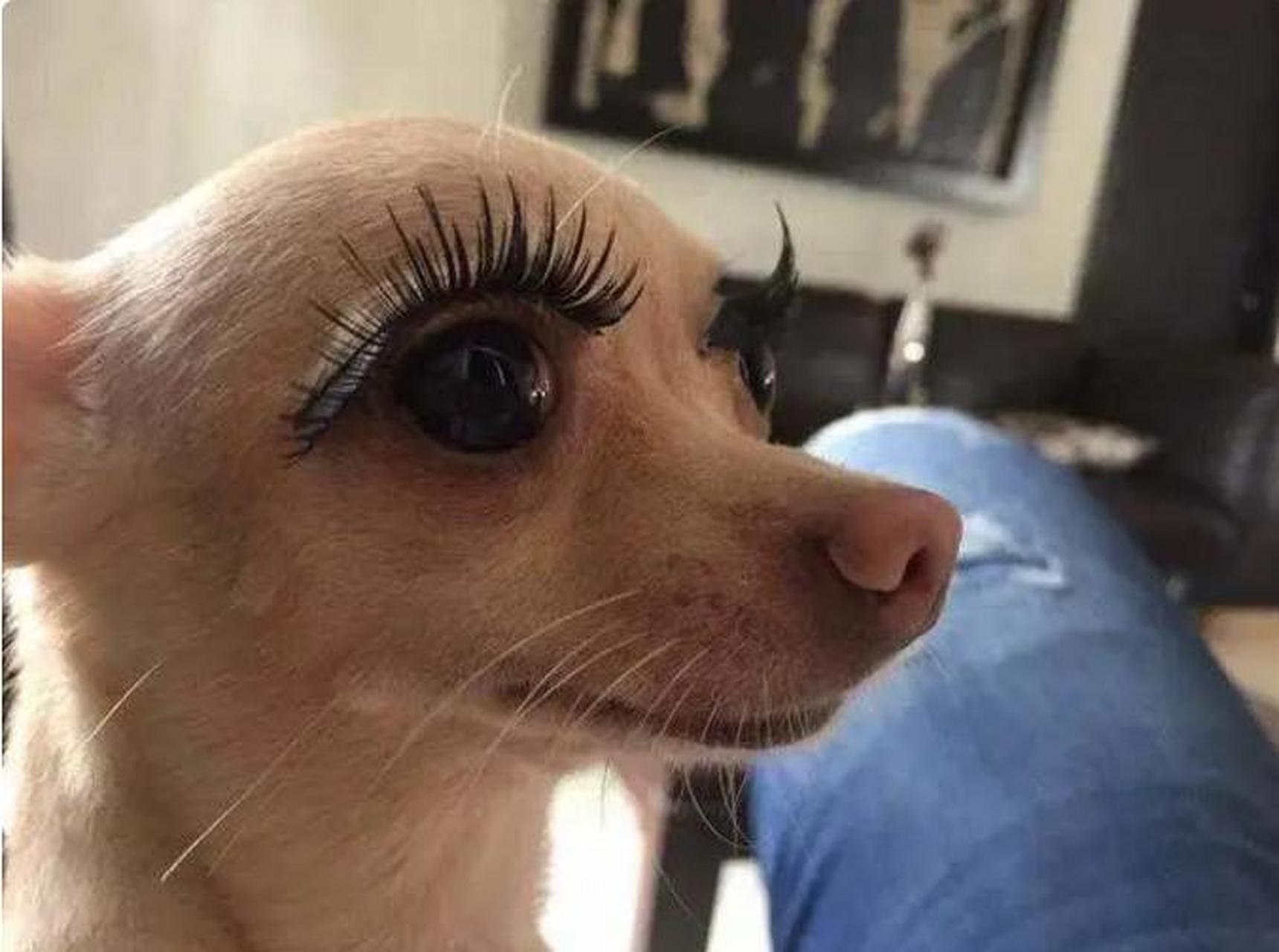 这年头,连狗狗也知道戴睫毛了.你们说爱美之心人皆有之是不是?