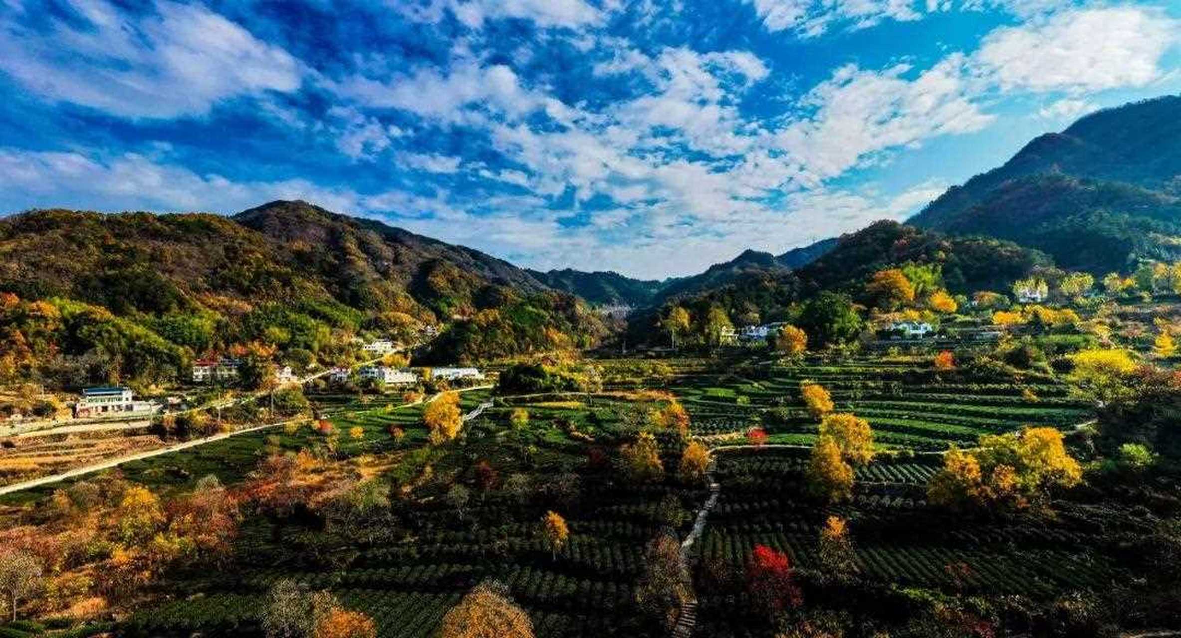 乌桕树多少钱一株图片大全