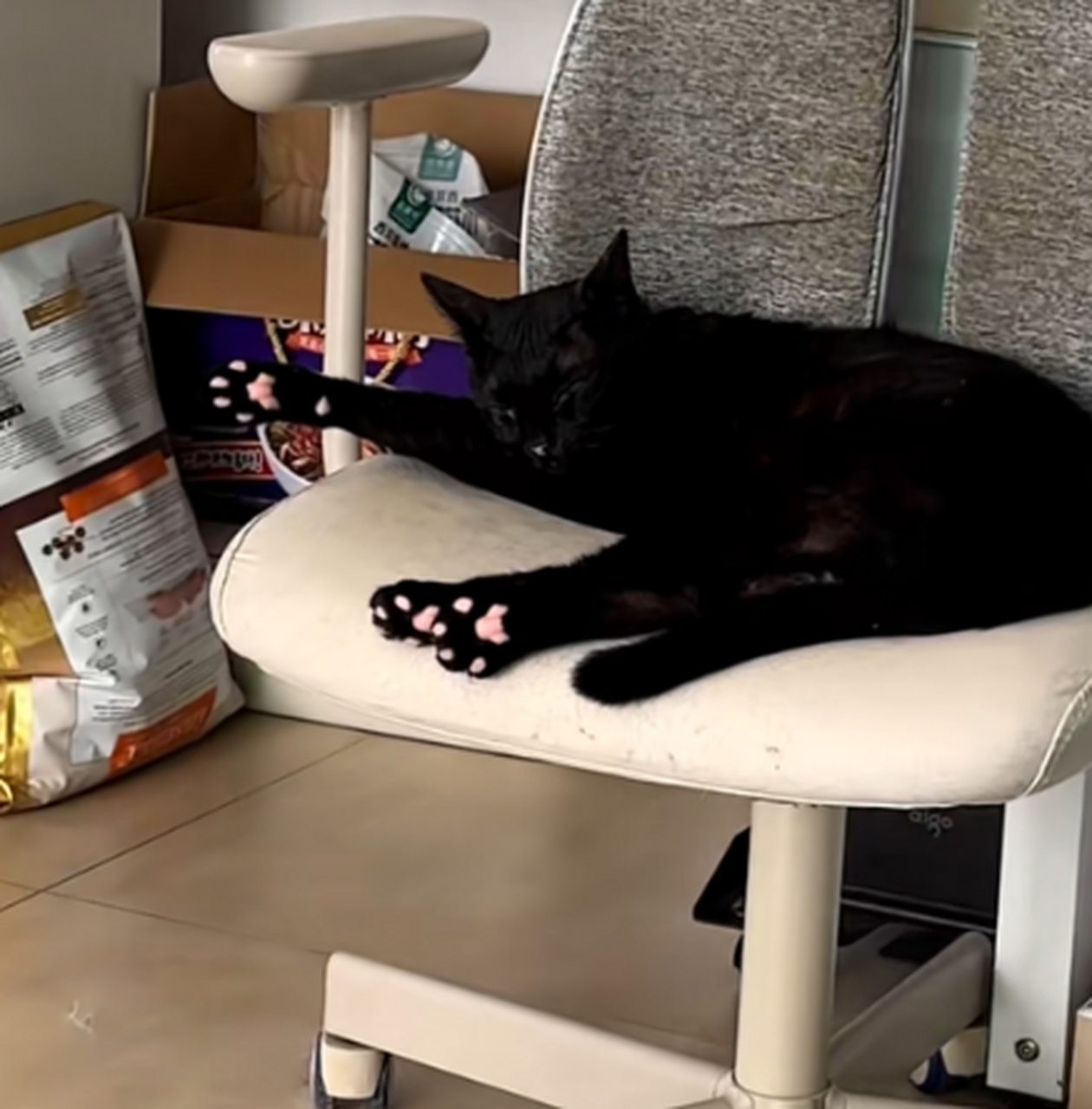 谁能想到通体黑猫,有这么粉嫩的肉垫呢