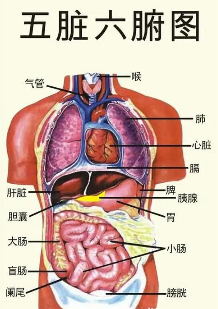 人的心肝五脏的位置图图片