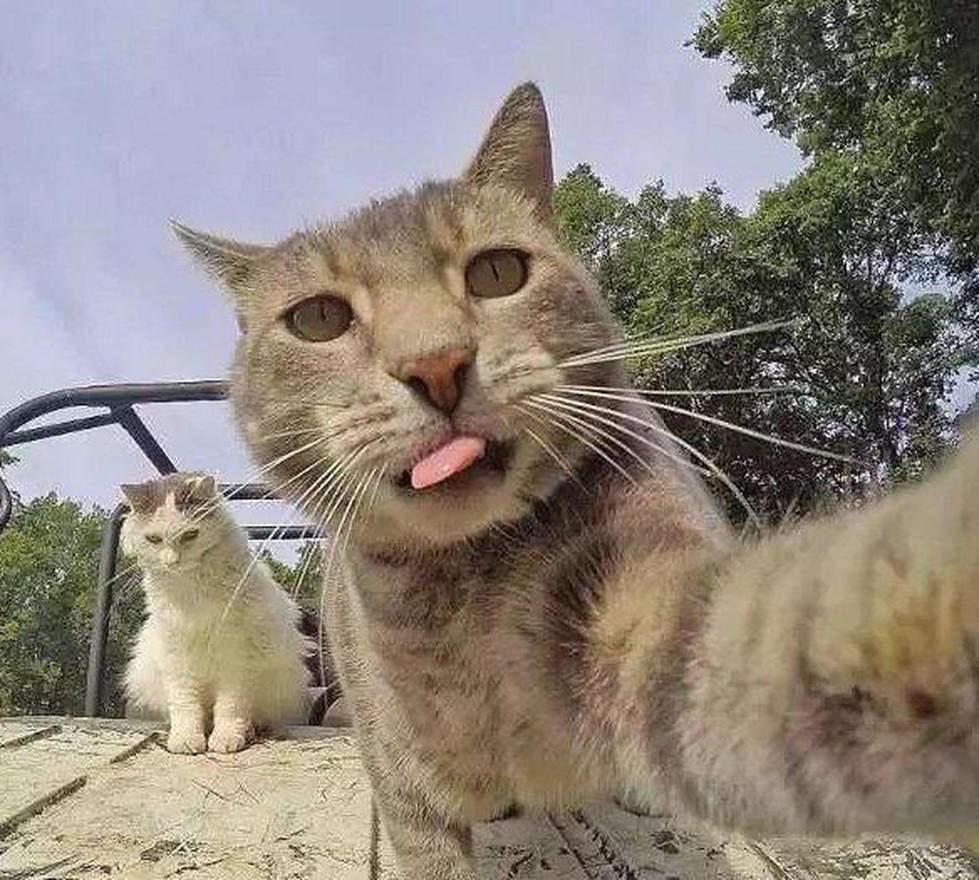 喵星人也爱自拍,效果还不错哦!