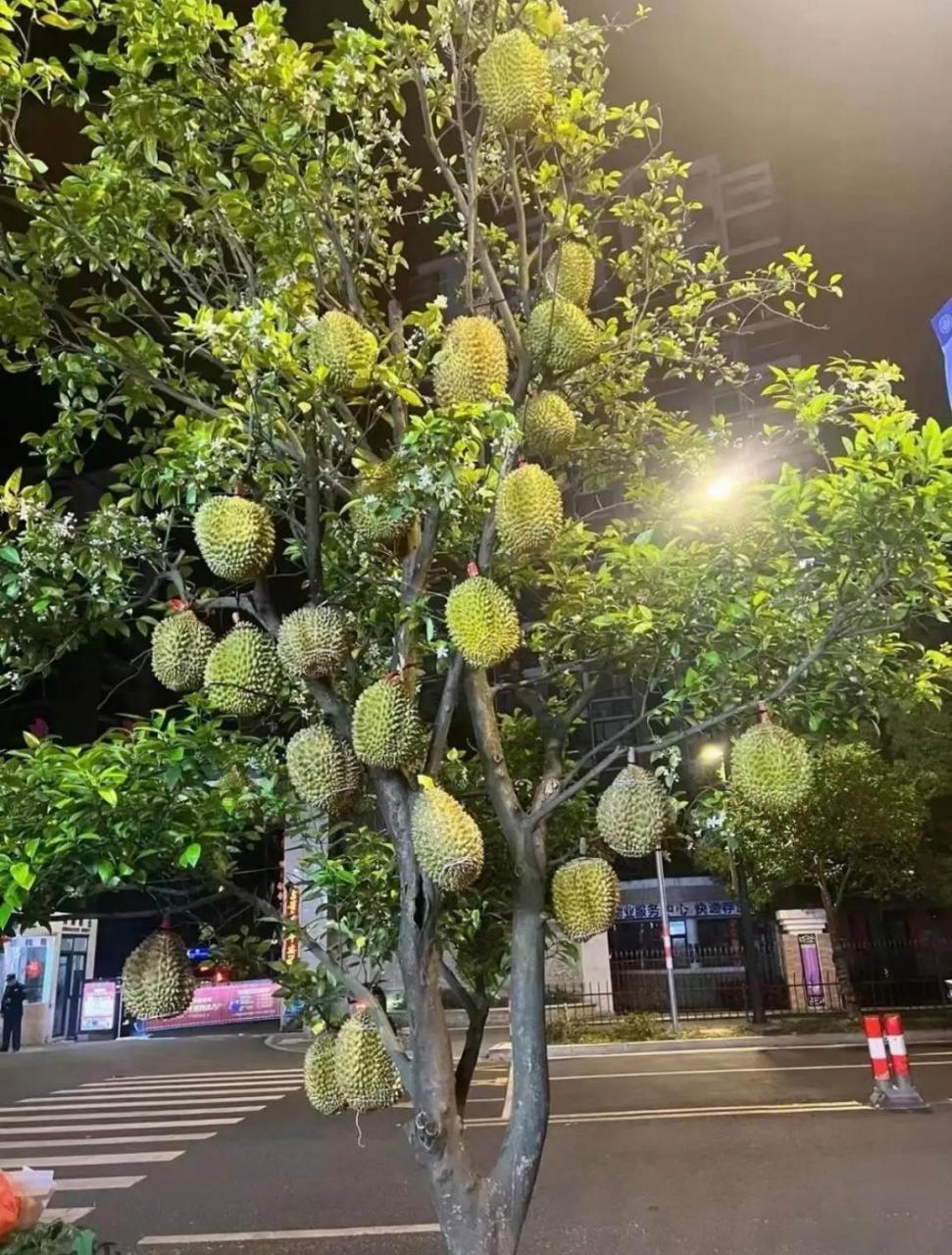 朋友说这是他老家种了五年的榴莲,没想到榴莲树这么高,这个产量真不低