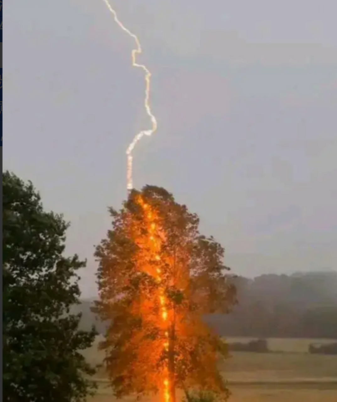 一棵树被雷连劈13次 网友:这是哪位神仙在渡劫.近日,一段令人震惊的视