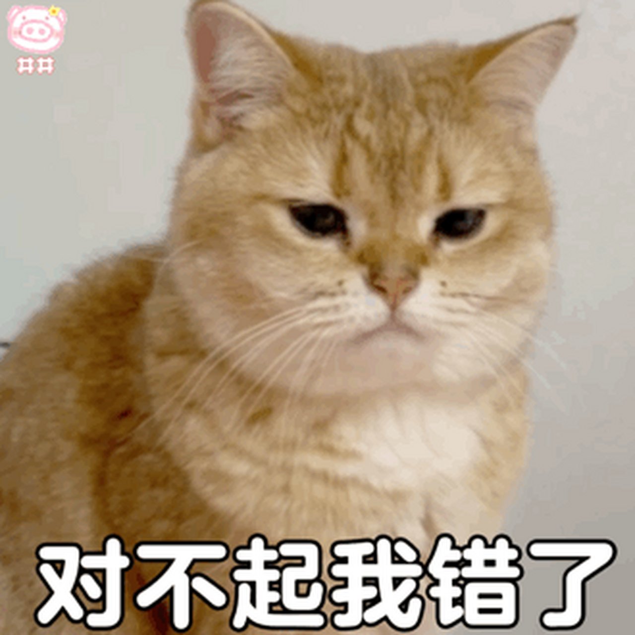Chinese slang meme dbq