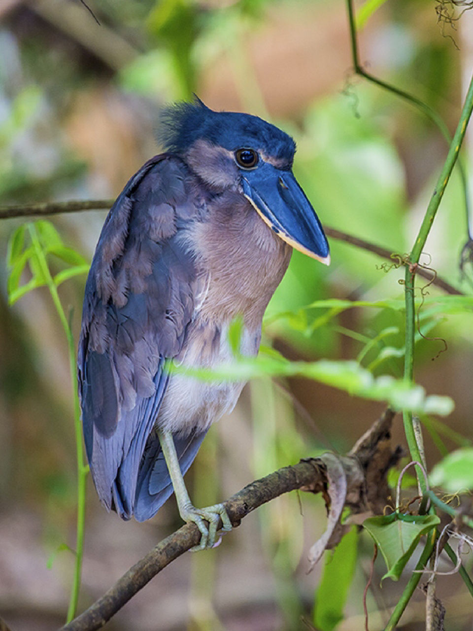 每天陪孩子一起瞧动物 名称:船嘴鹭 分类:动物界,脊索动物门,鸟纲,鹳