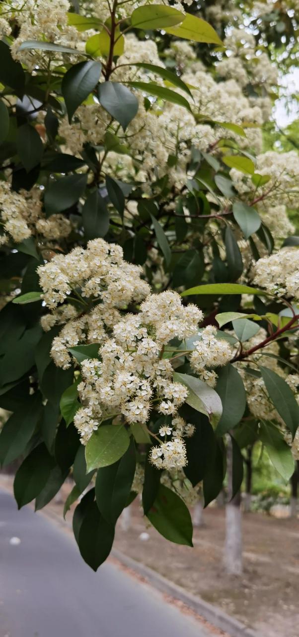 苏州市路两边密密麻麻的石楠花正开,其花香太臭,上,下班都要闭气加速
