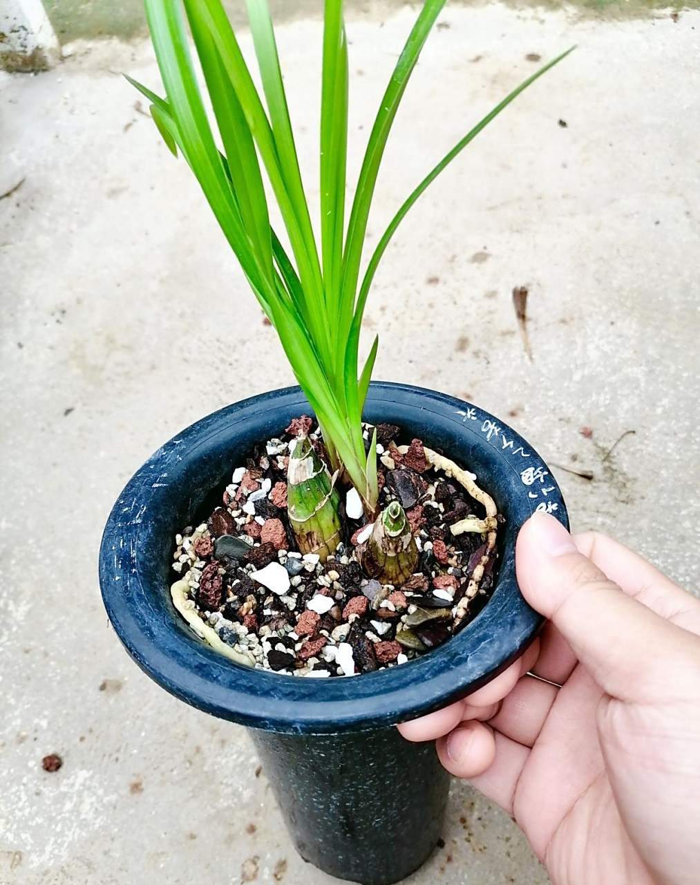 疫情快干死的兰花,2颗芦头被我捂出苗来 疫情封在办公室差点干死的