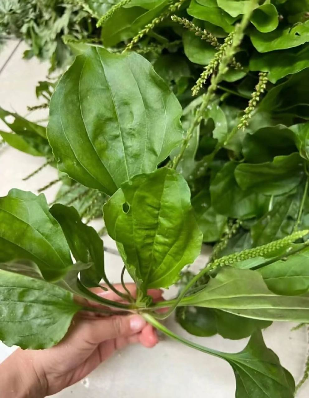 在农村常见的车前草,简单搭一下,煮一煮,对乙肝有奇效,乏力,食欲不振