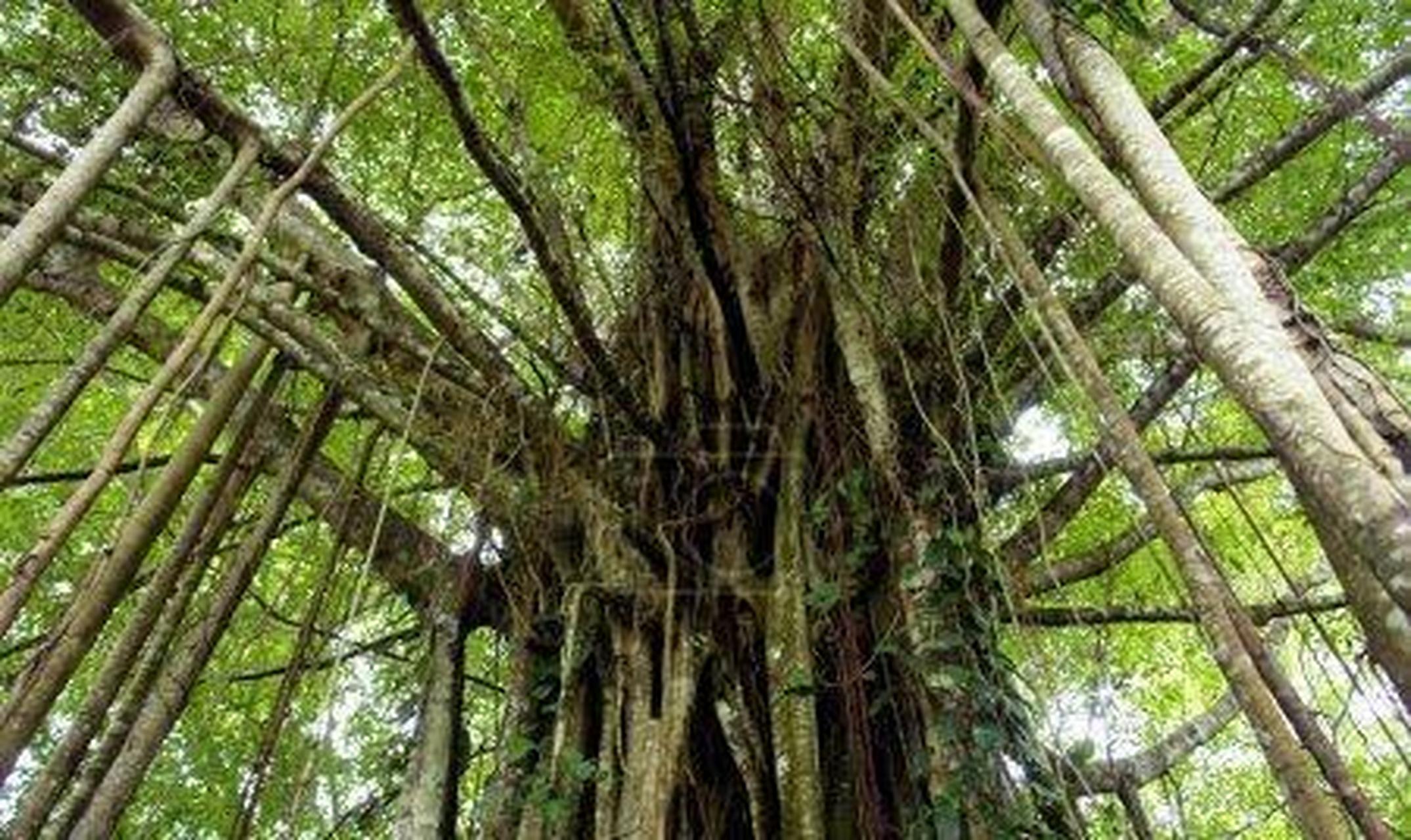 亚马逊热带雨林,位于南美洲的亚马逊平原地区,总占地面积约为550万