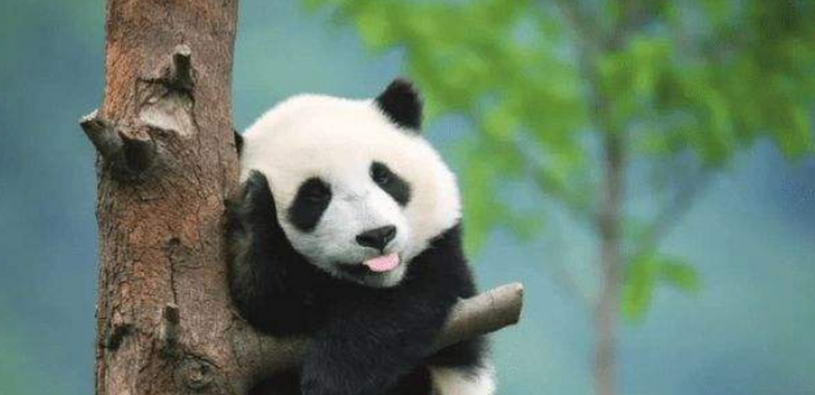 大熊猫完全以纤维状的竹子为食,但它们仍然可以保持健康和胖乎乎的,这