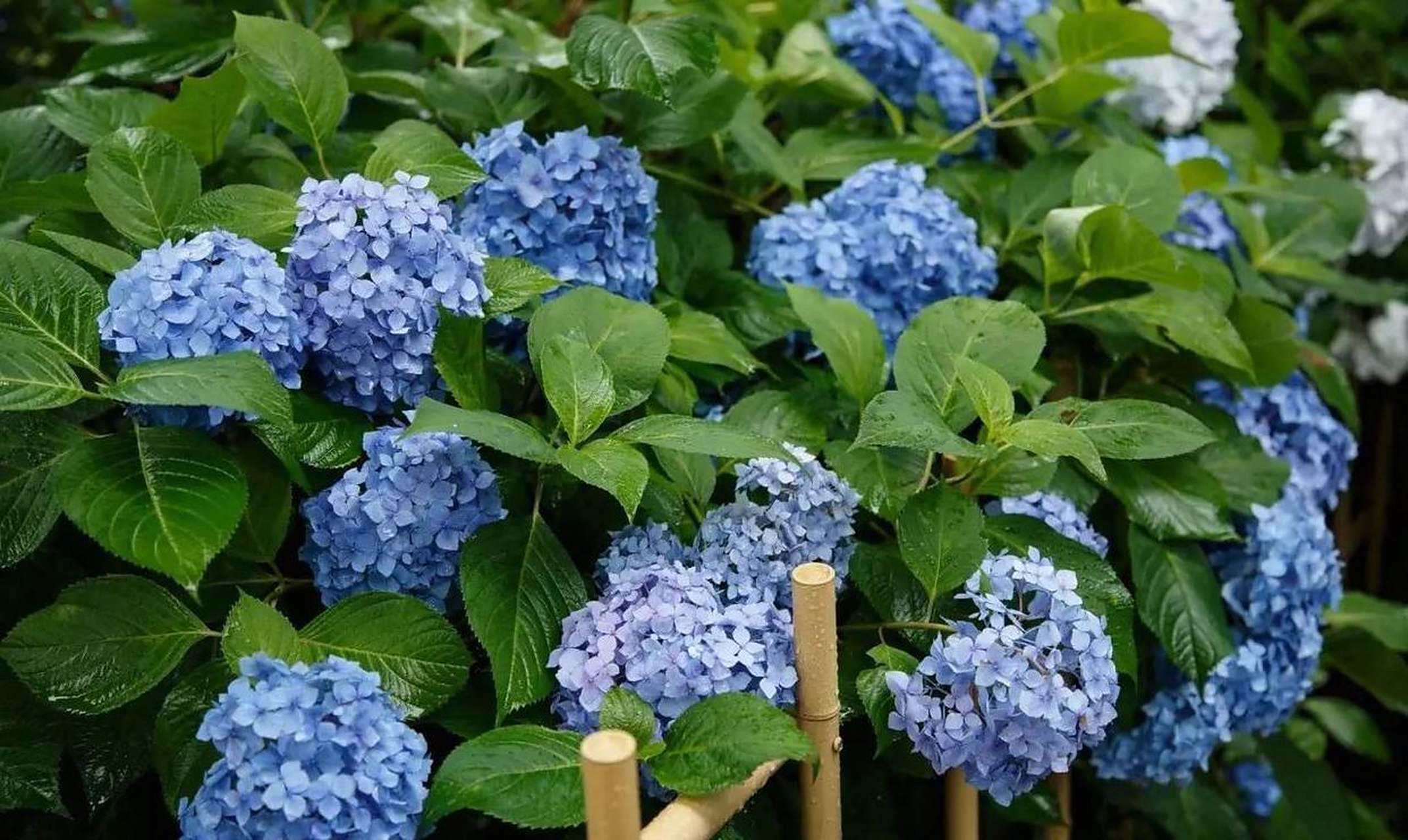 [樱花]也许有不少的花友都以为绣球花是外国的花卉,但事实并非如此.