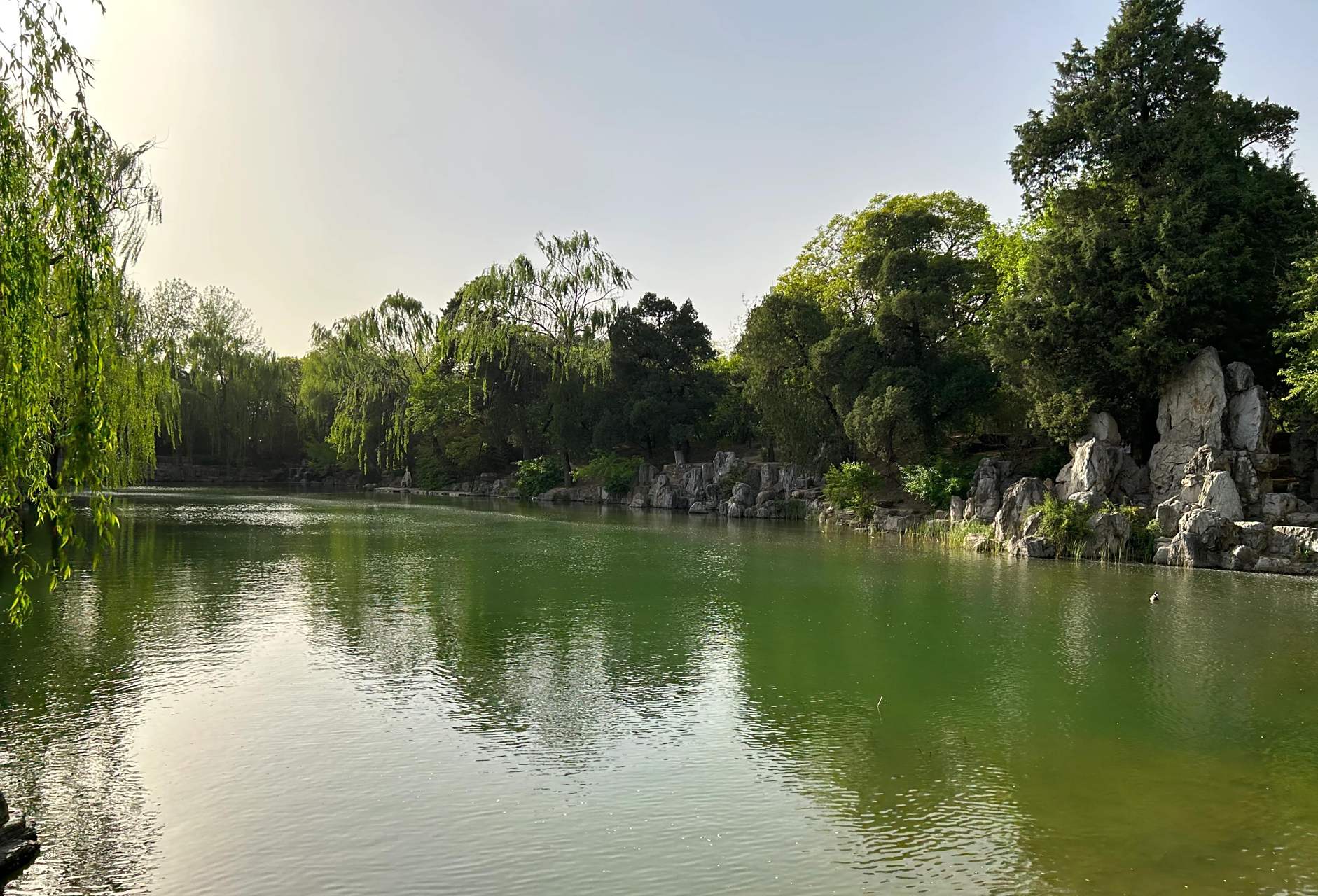 水木清华的荷花池是清华园最亮丽的风景,我站在水木清华荷塘南侧眺望