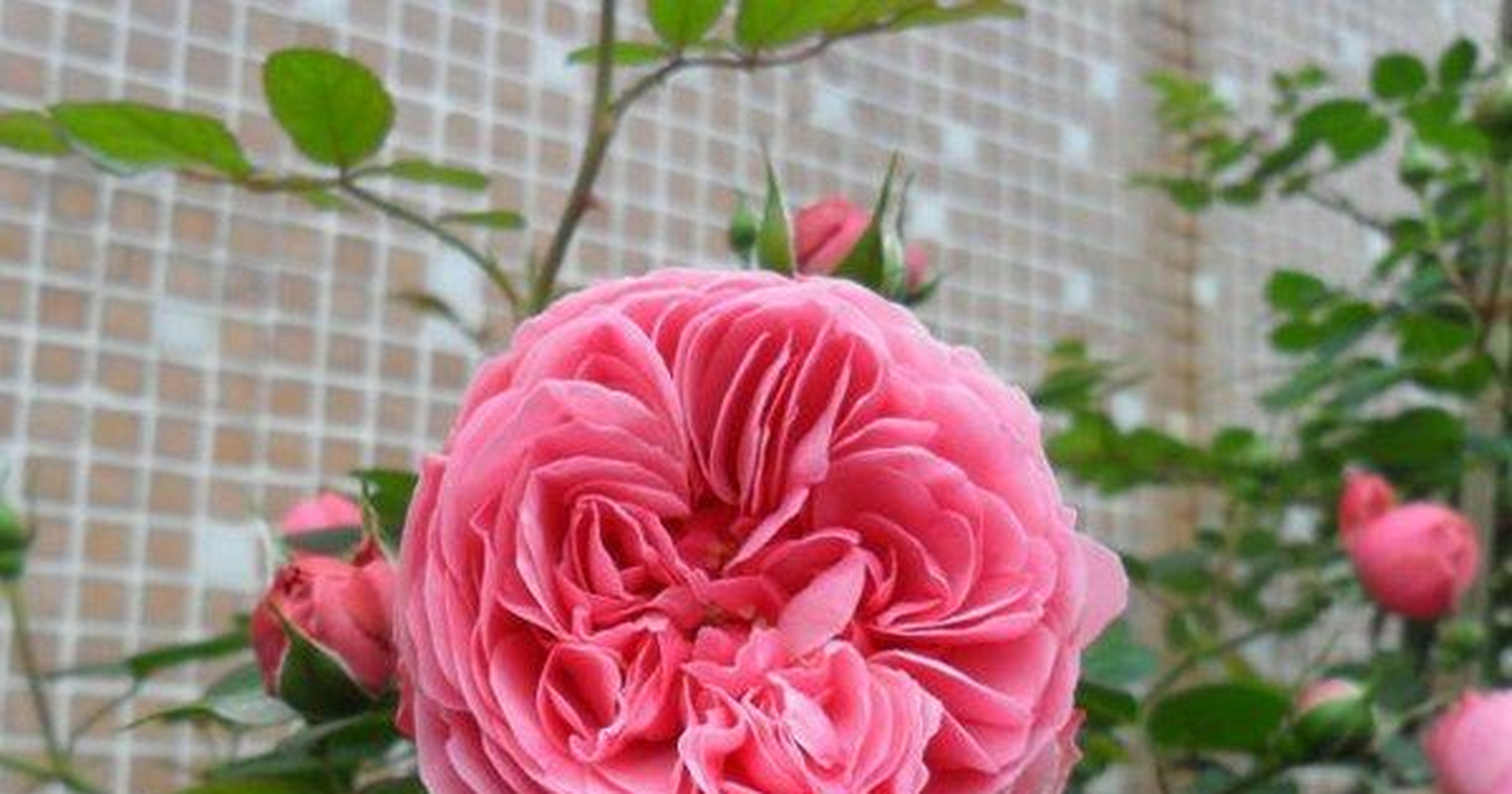 龙沙宝石(粉色)是一种非常漂亮的藤本月季,它开浅粉色或淡白色的花朵