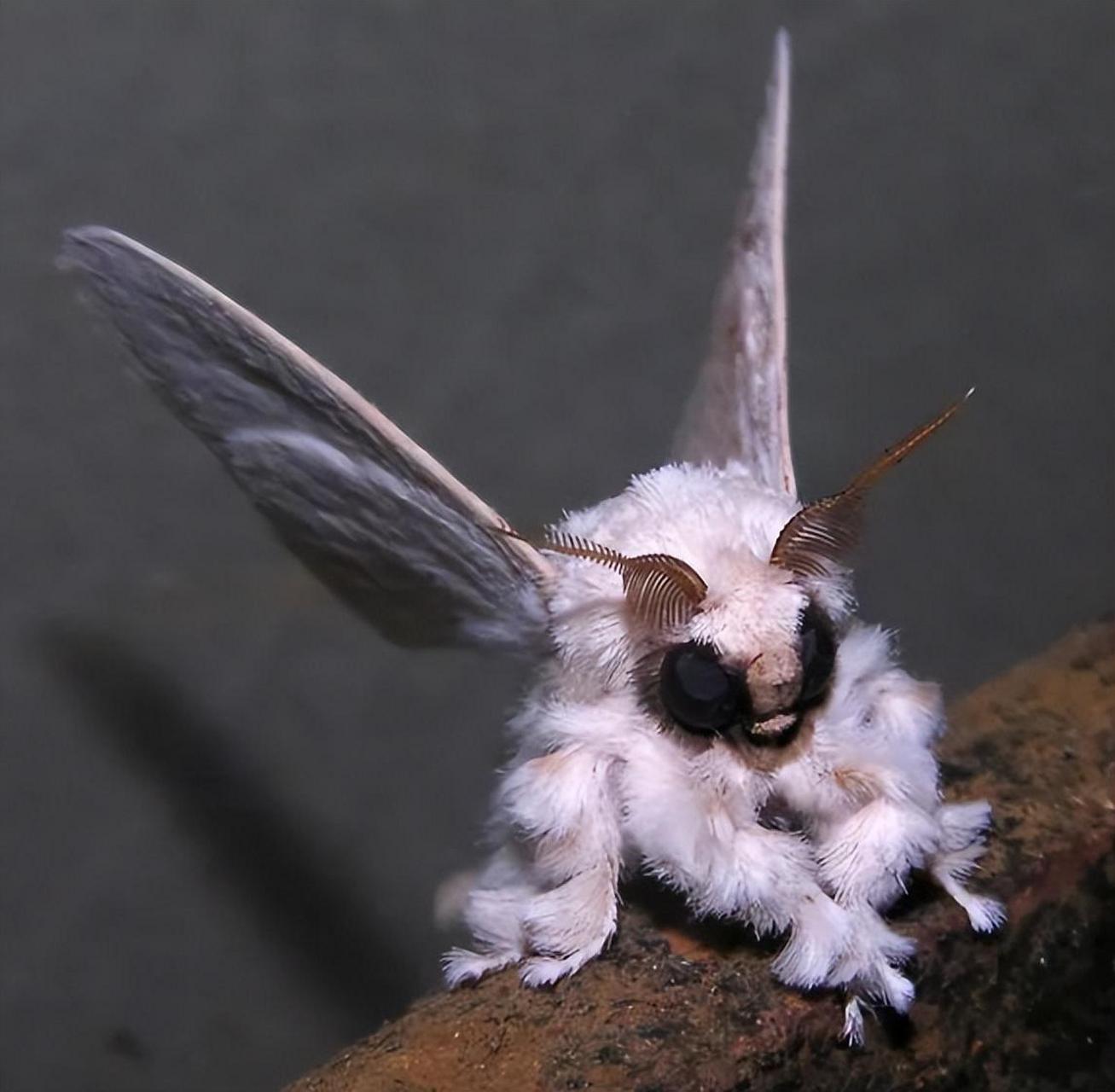 颜值逆天的50种动物:委内瑞拉贵宾犬蛾,2009年才在委内瑞拉发现,因