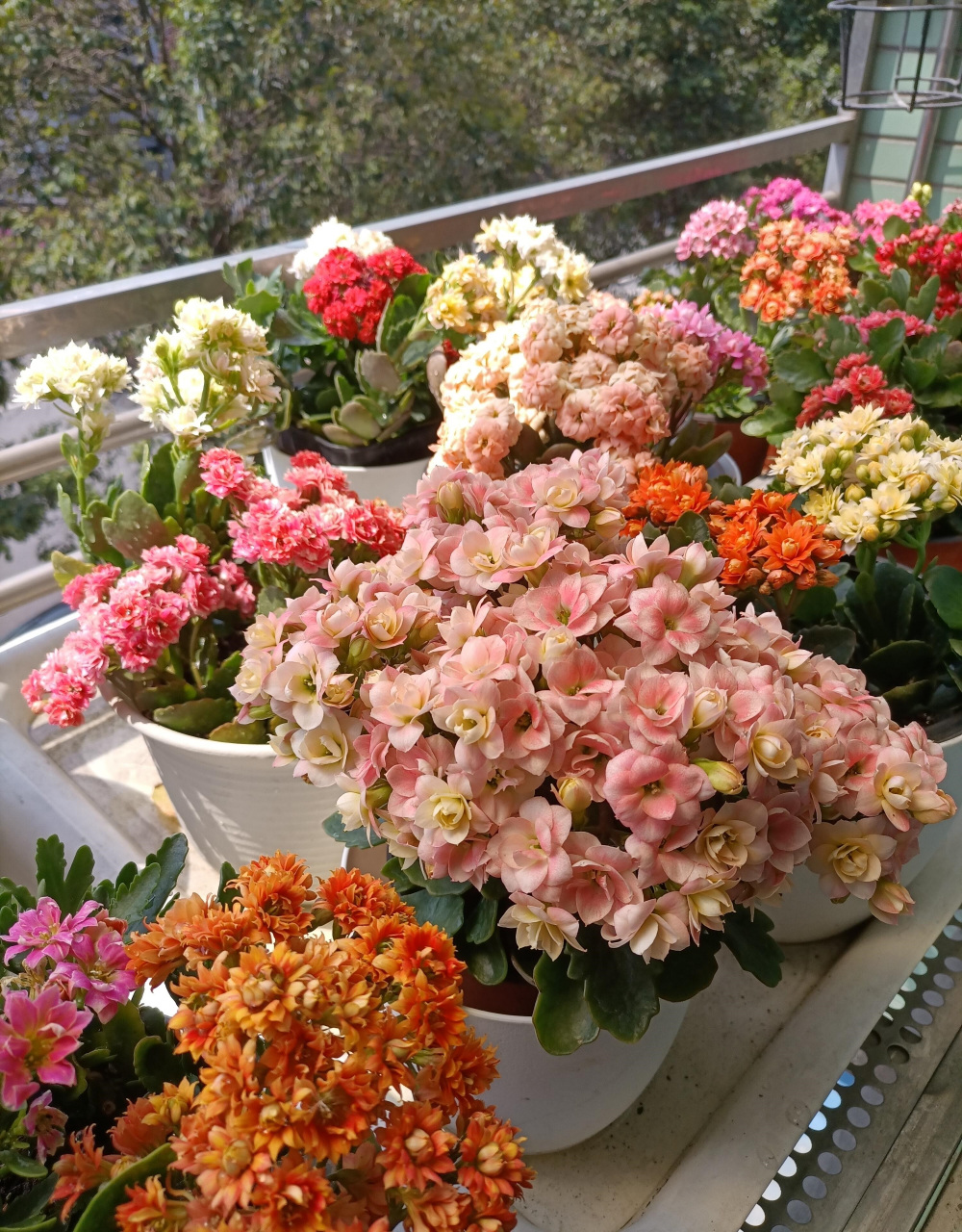 长寿花"维罗纳"开花的样子(也叫维纳斯,七彩祥云),中小型品种,特别爱