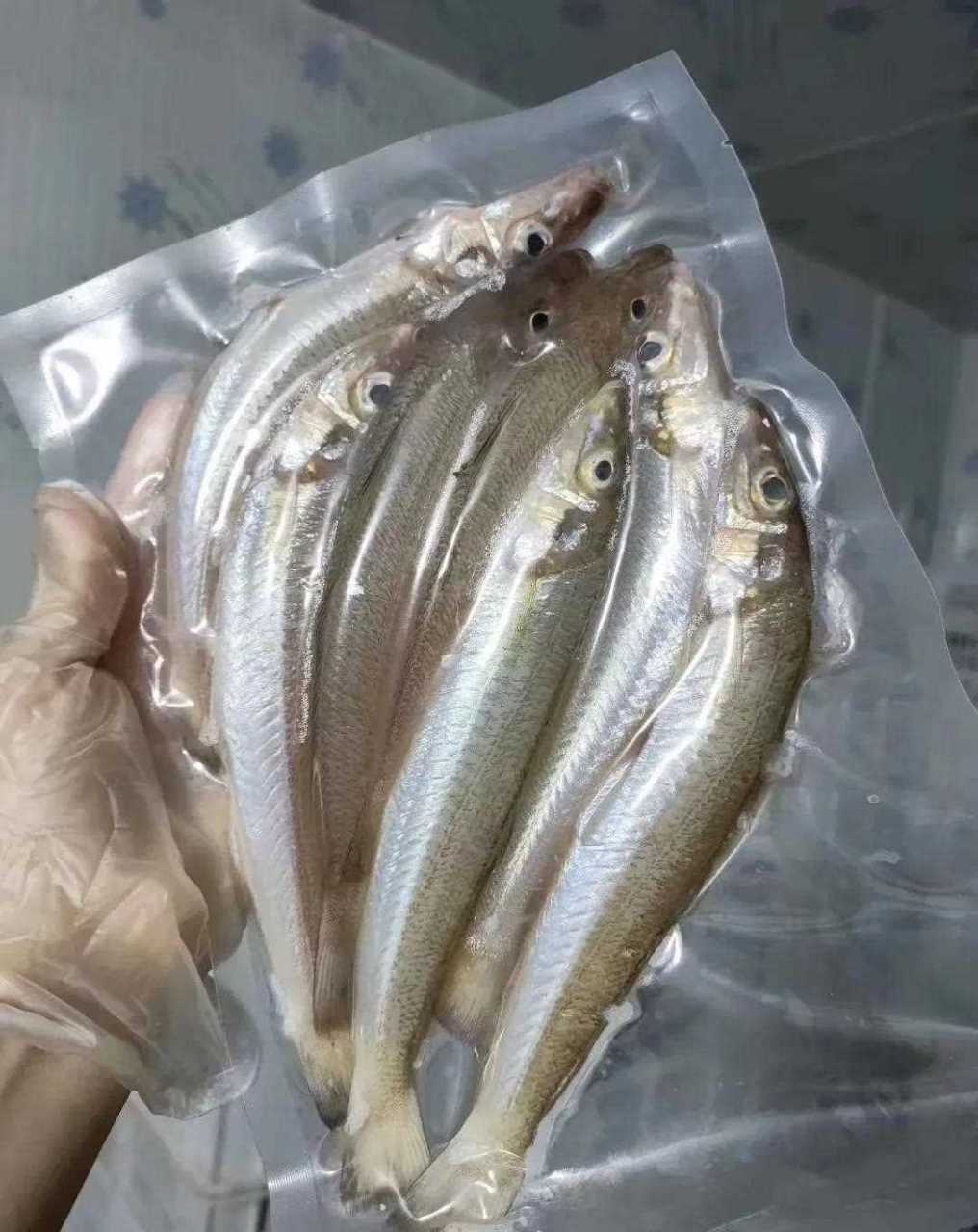 看看休鱼季节,湛江人在佛山怎样才能吃到海鲜[锦鲤] 这是今天海钓沙尖