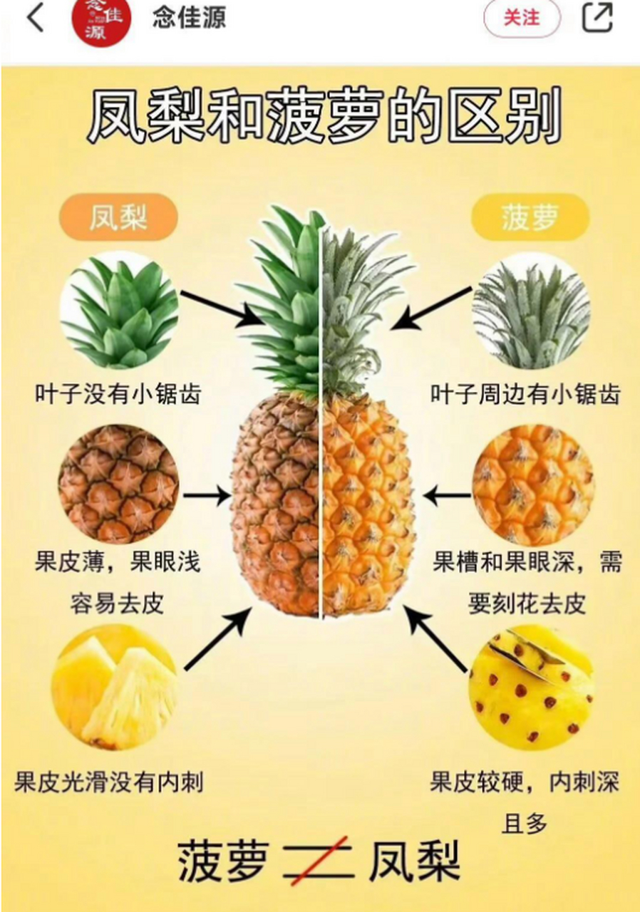 凤梨和菠萝的区别,涨知识了,多少人以为是一样的东西.