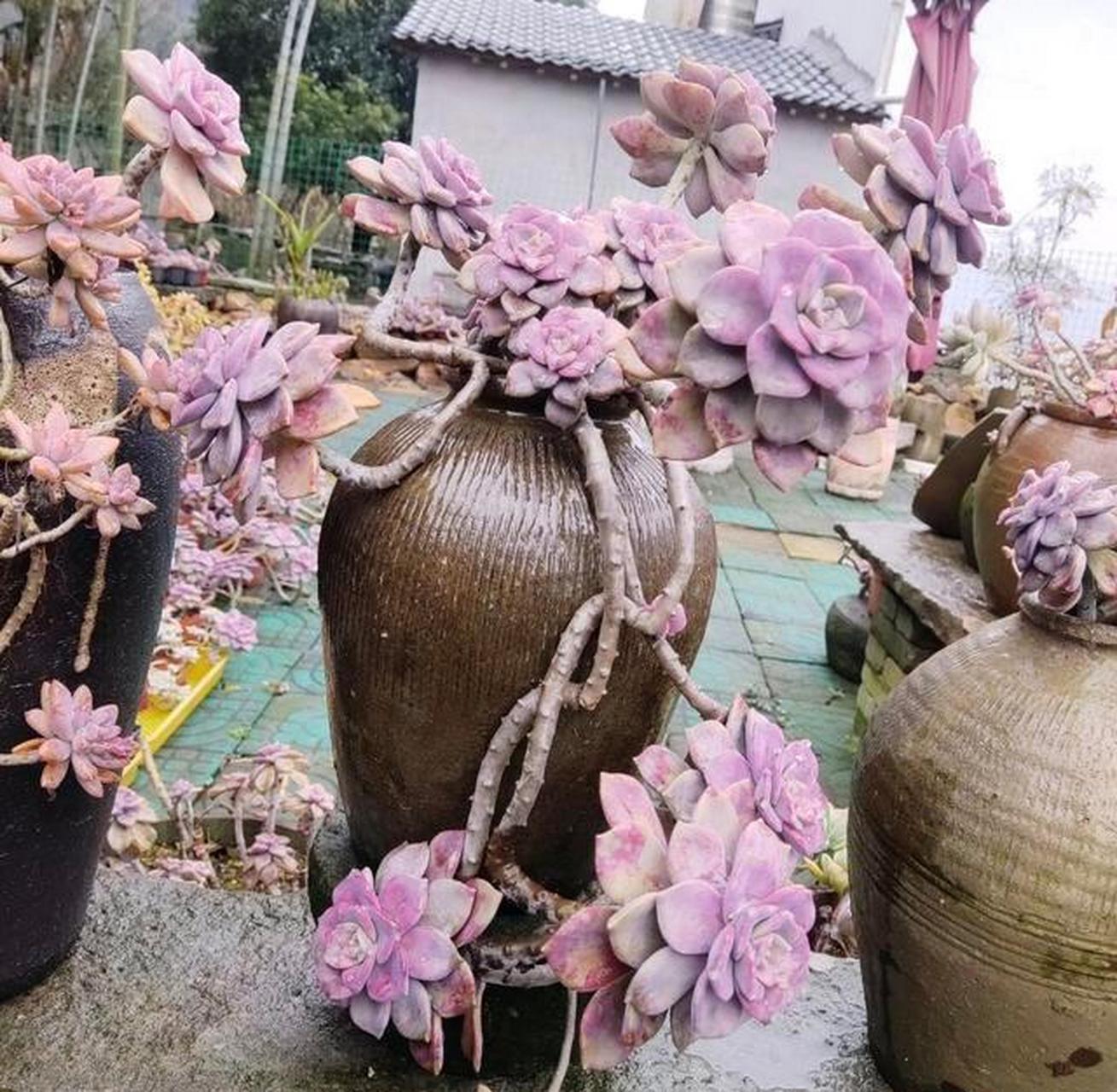 多肉紫乐又叫紫珍珠,是景天科风车草属的植物,可以采用叶插或是看透的