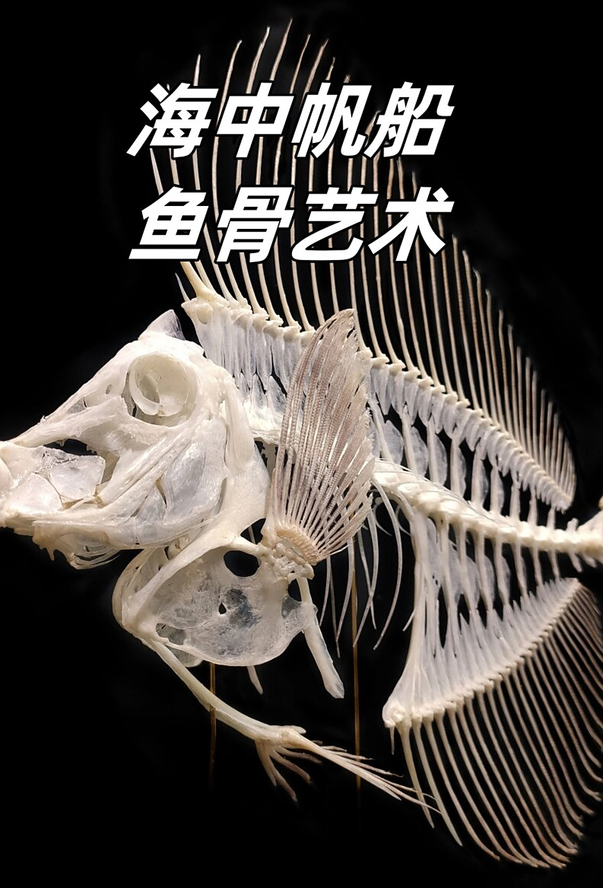 海中帆船鱼骨艺术  大帆倒吊鱼是一种海洋生物,以其独特的体型和美丽