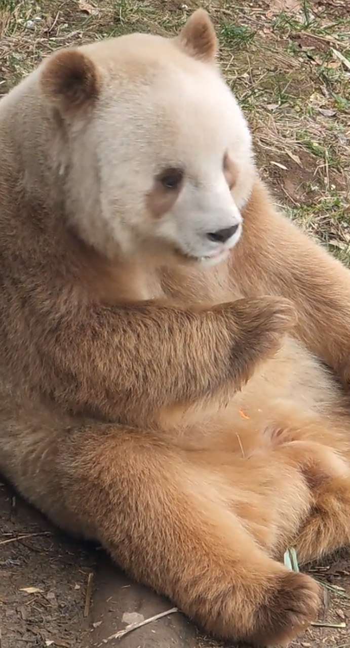 大熊猫七仔 200多斤的体重,800个心眼98