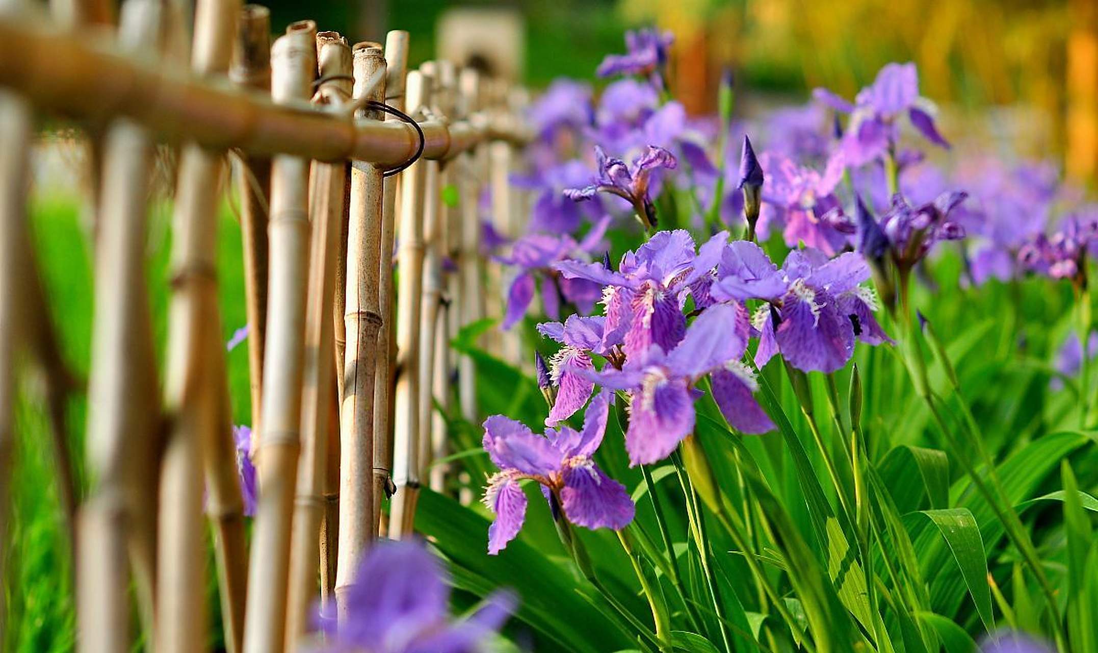 田园风植物——紫花鸢尾: 紫花鸢尾也叫扁竹花,蓝蝴蝶,它属于鸢尾科