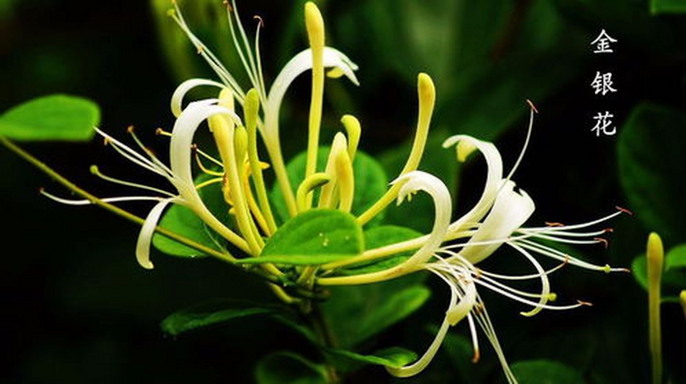 其实很简单,就是用金银花为主的一种中药方子.