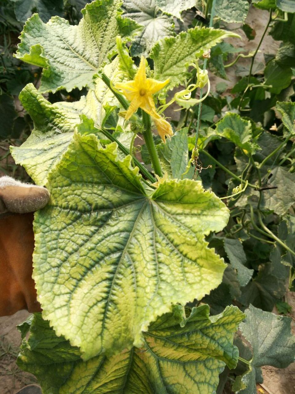 经过网络查询得知,这是黄瓜靶黄斑和霜霉病,都是由于真菌感染所引起