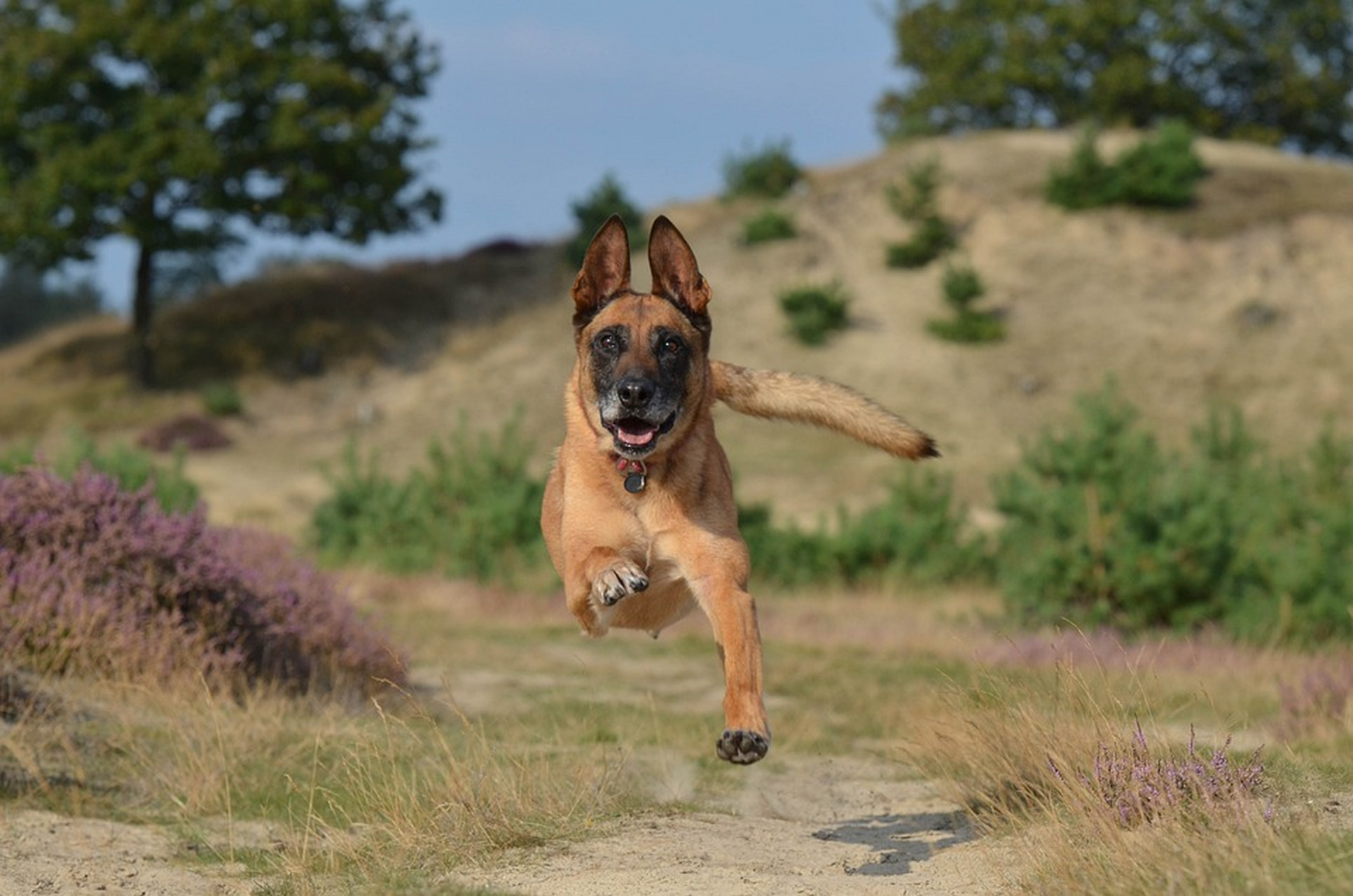 馬利諾犬是比利時犬種,13世紀發源於比利時馬林附近.