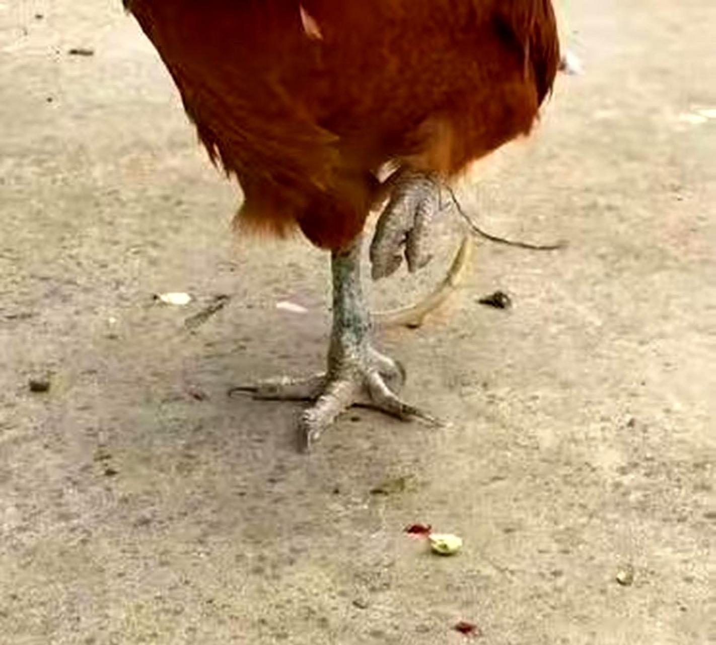 家中饲养的公鸡,其爪是否可食用?