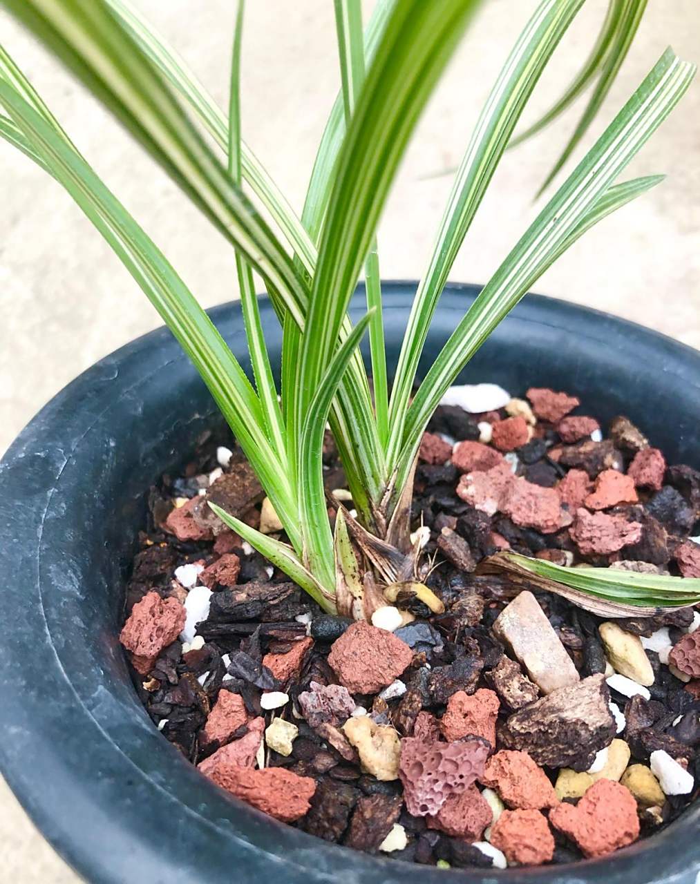 蕙兰名品绣香锦,叶花双艺,经典线艺品种,浓香,两特壮苗带一芽,芽僵掉