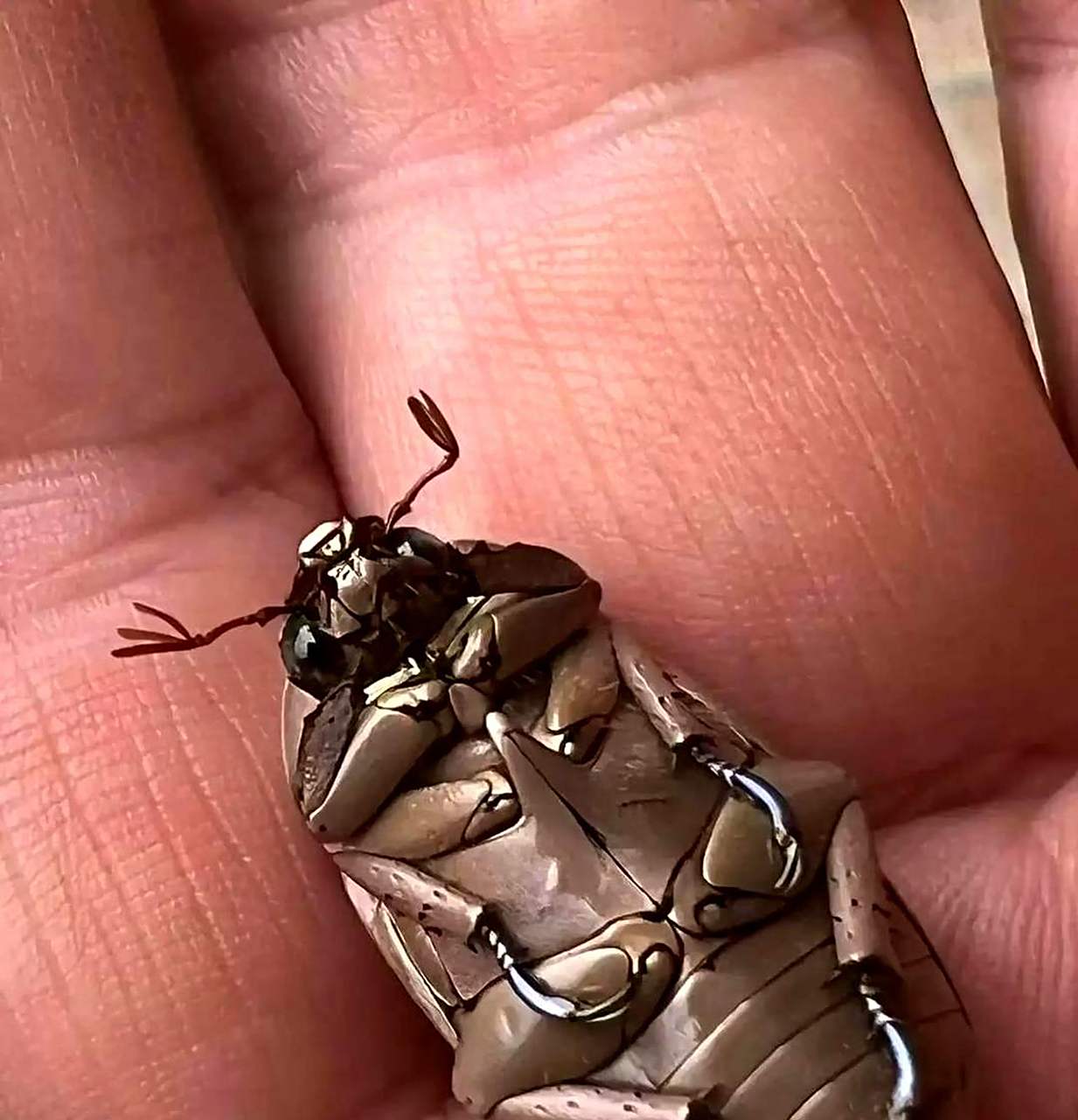 请问这是什么种类的昆虫?   rewritten: 请问这是哪种昆虫?