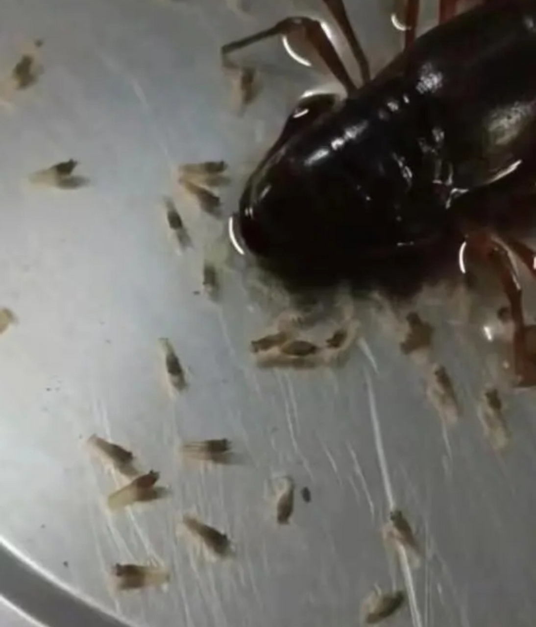 龙虾产子了,要不要放生啊?