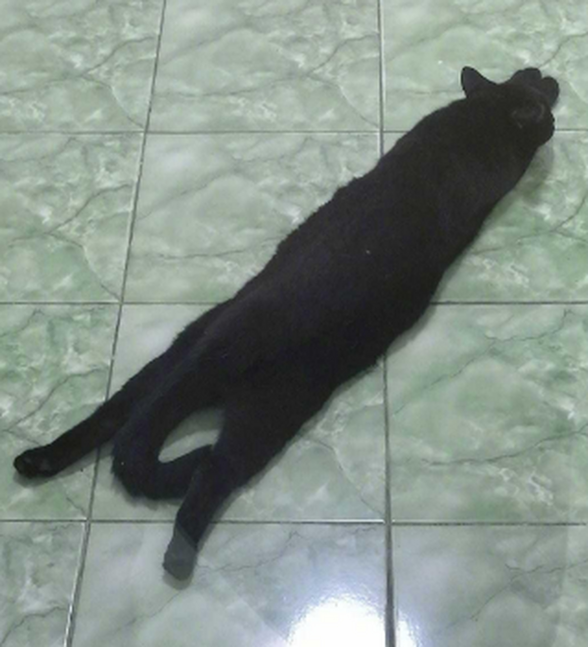 看把我们热成啥样,趴在地上一点也不想动哦.#狗