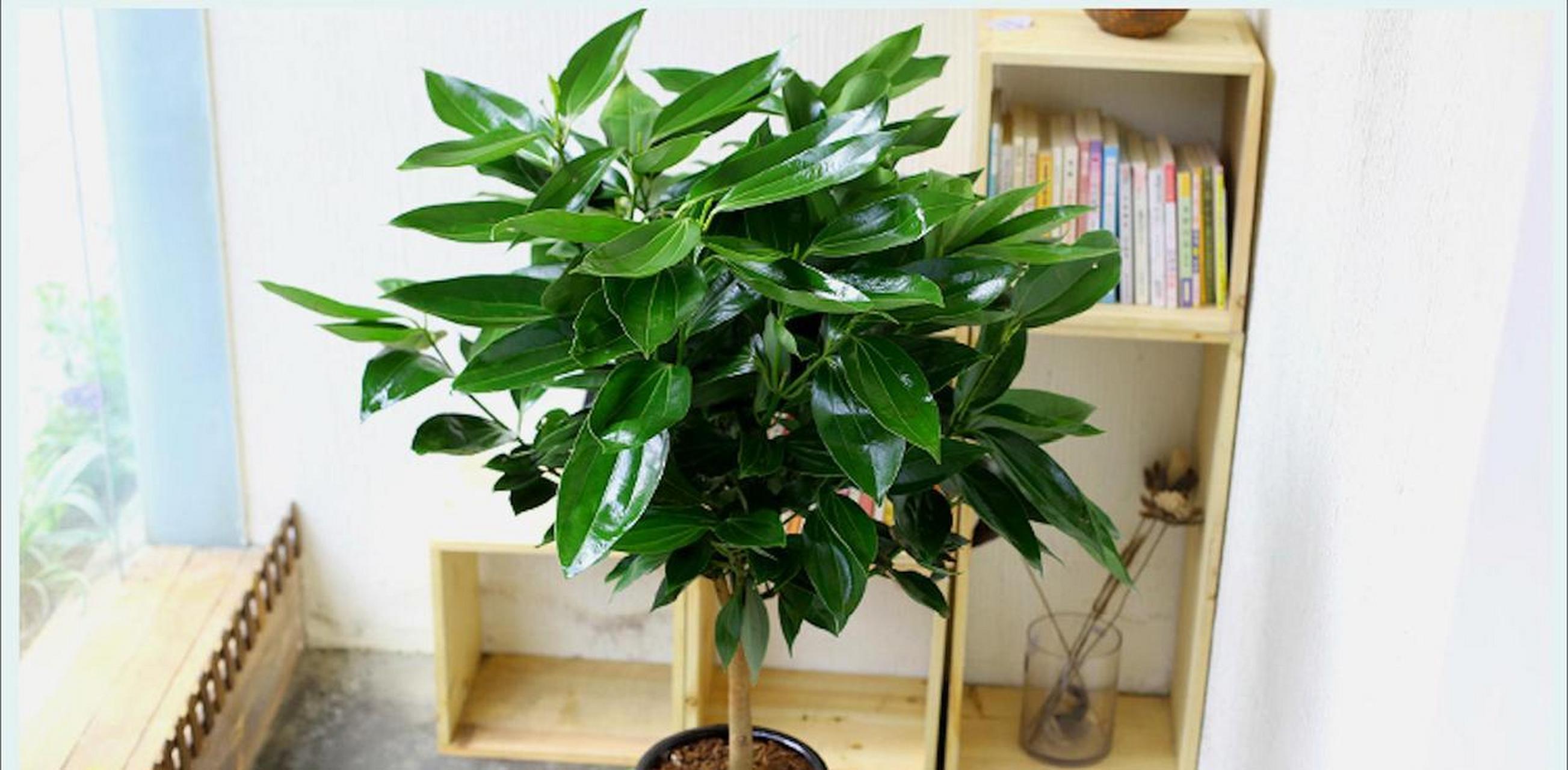 中国十大吉祥树(中国十大吉祥树,长寿树木排第一,第五是花中四君子之