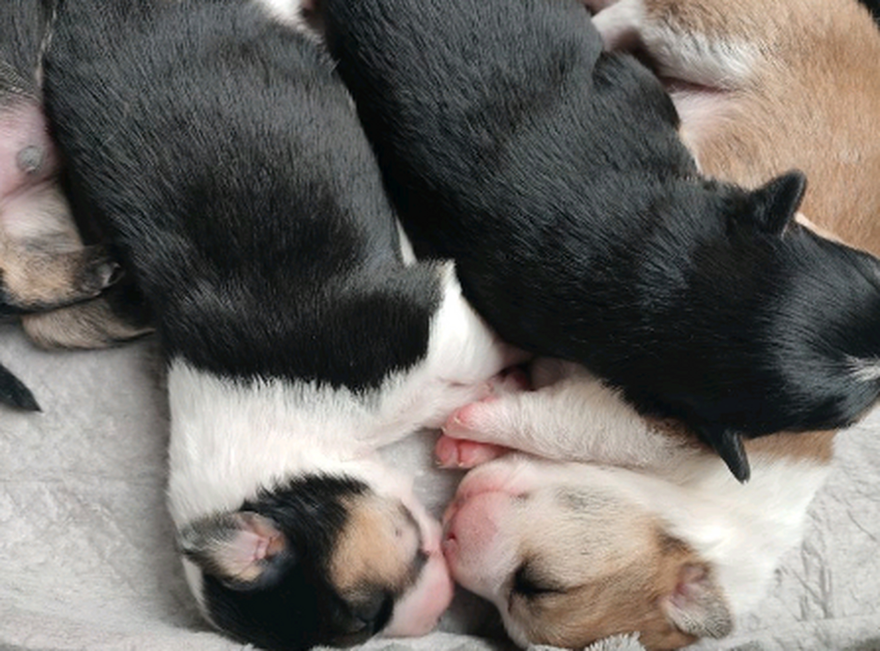 柯基和边牧的混血,不知道会长成什么样子